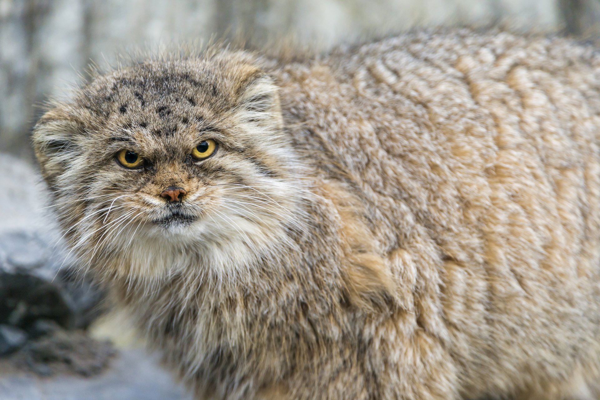 manul spojrzenie kot ©tambako the jaguar