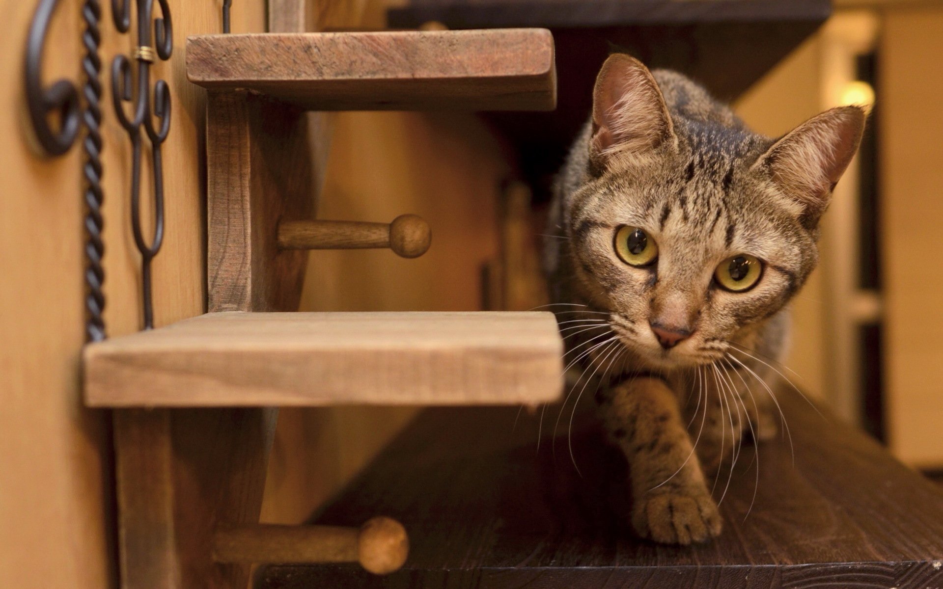 gato mirada casa