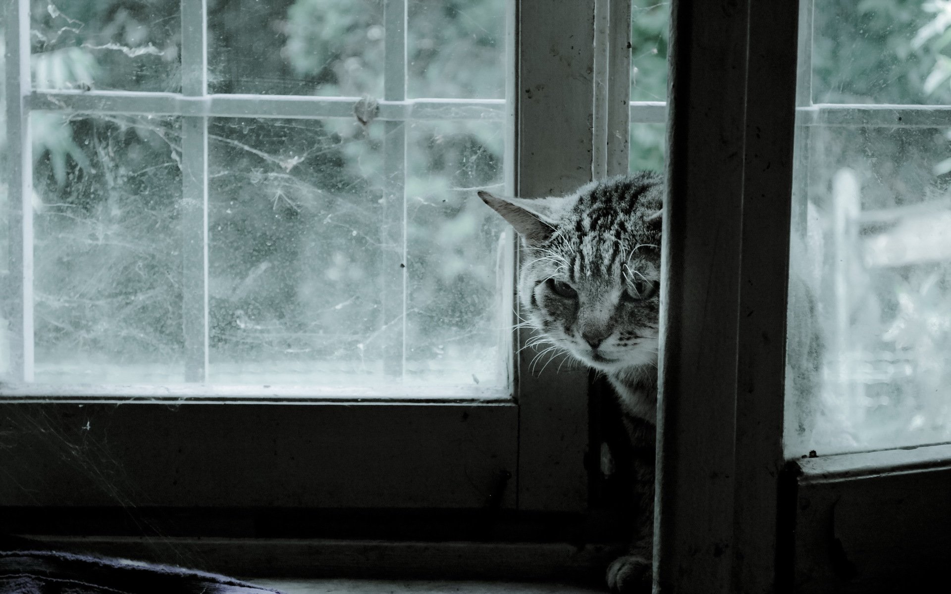 gato ventana fondo