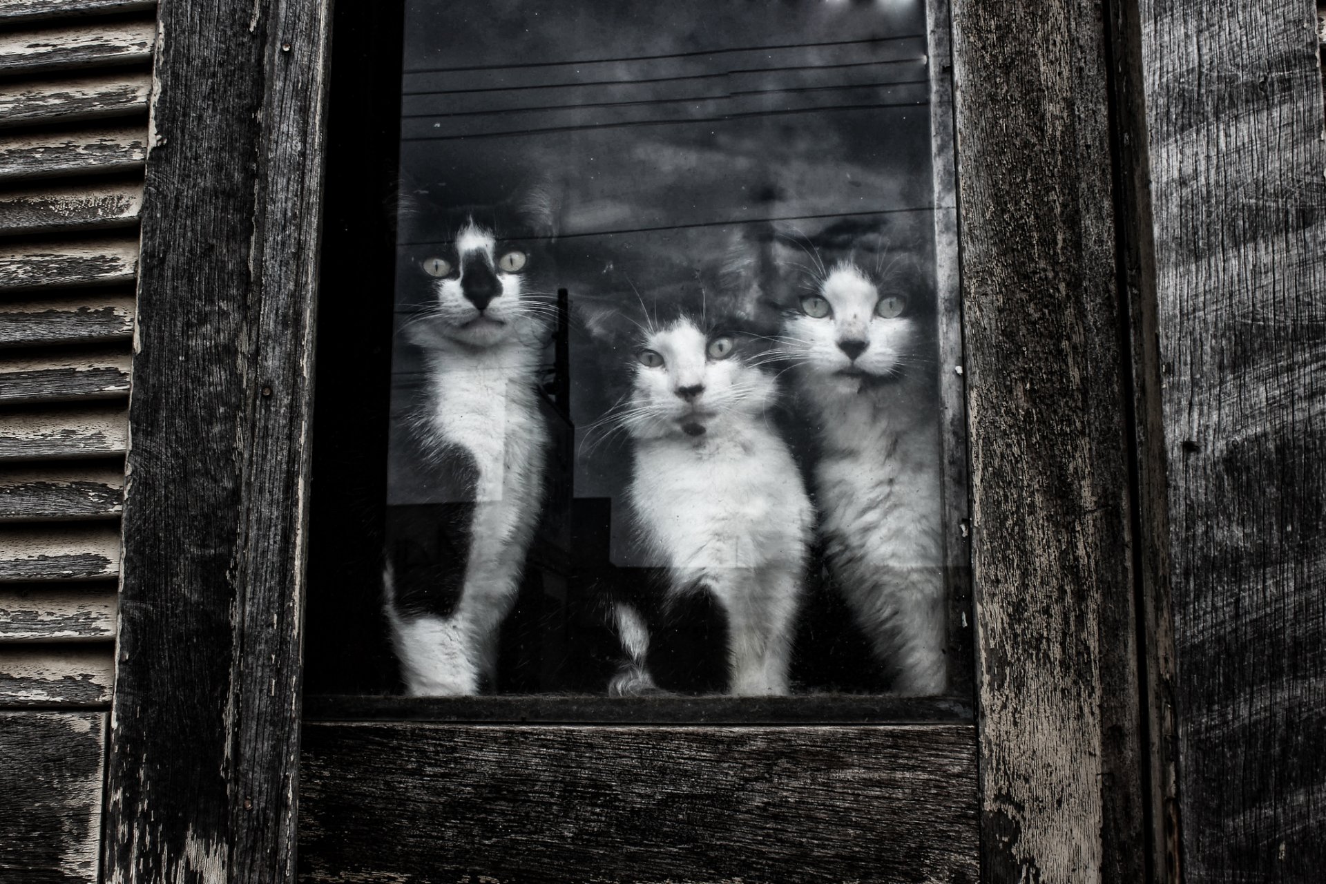 cats view kote window