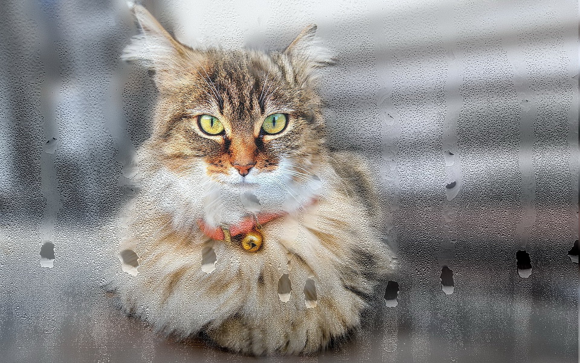 window glass drops cat view