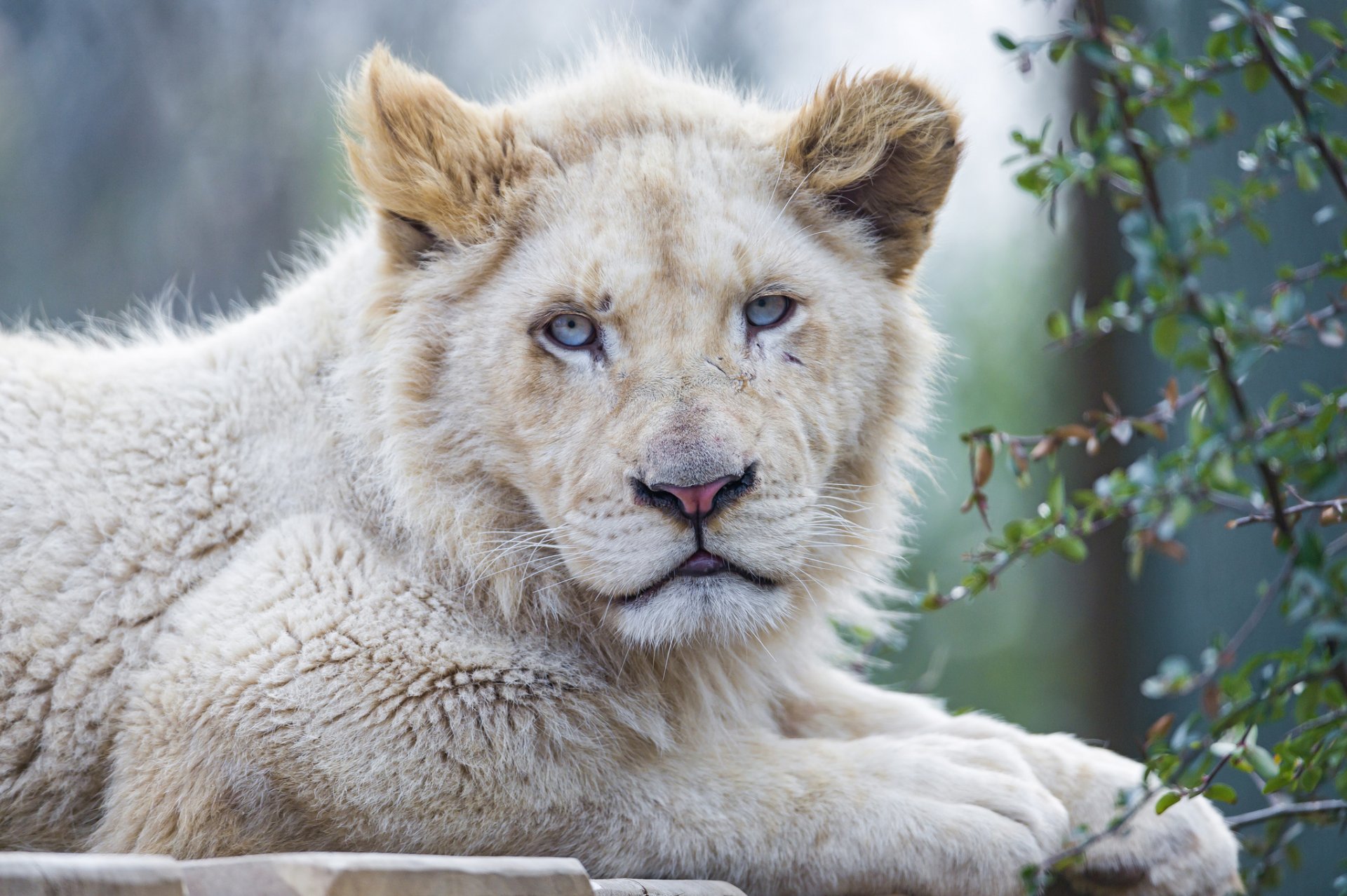 белый лев кошка морда голубые глаза ©tambako the jaguar