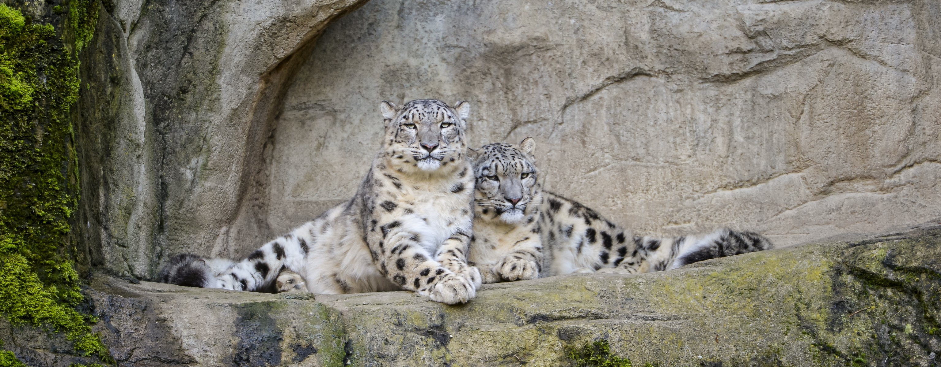 leopardo de las nieves irbis gato pareja piedras ©tambako the jaguar