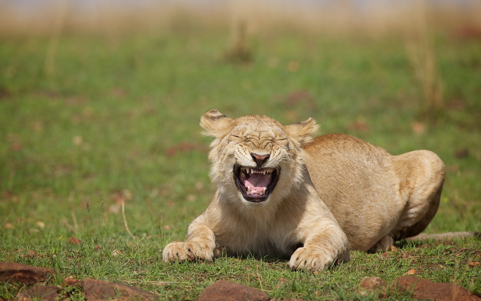 leonessa gatto selvatico risate