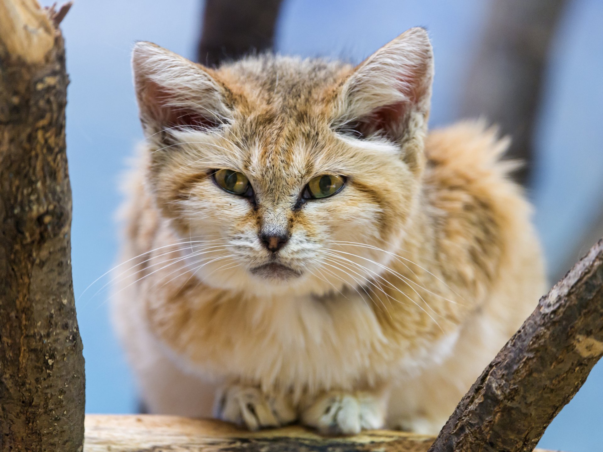 dune cat sand cat gaze sand cat ©tambako the jaguar