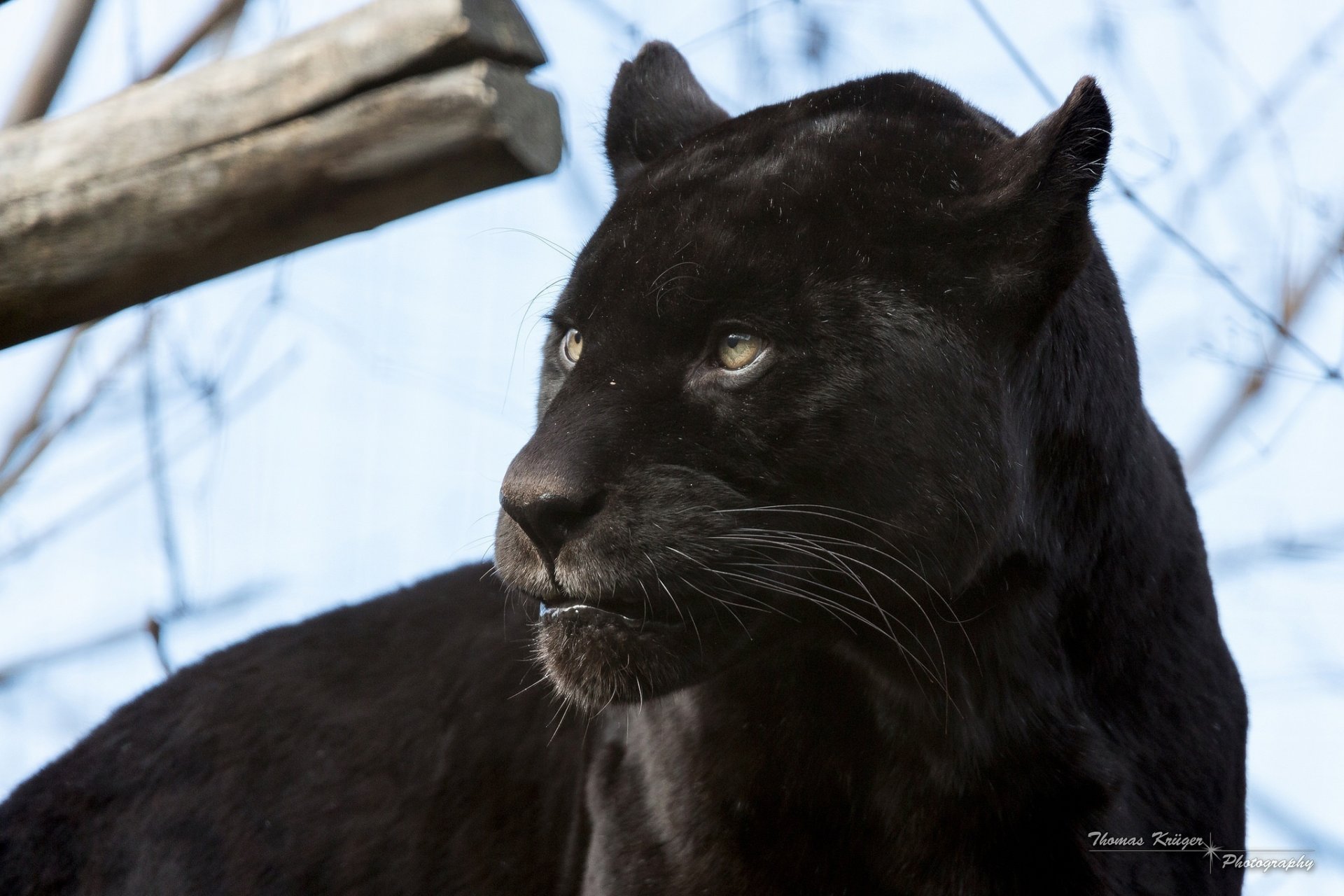 black jaguar panther wild cat predator face