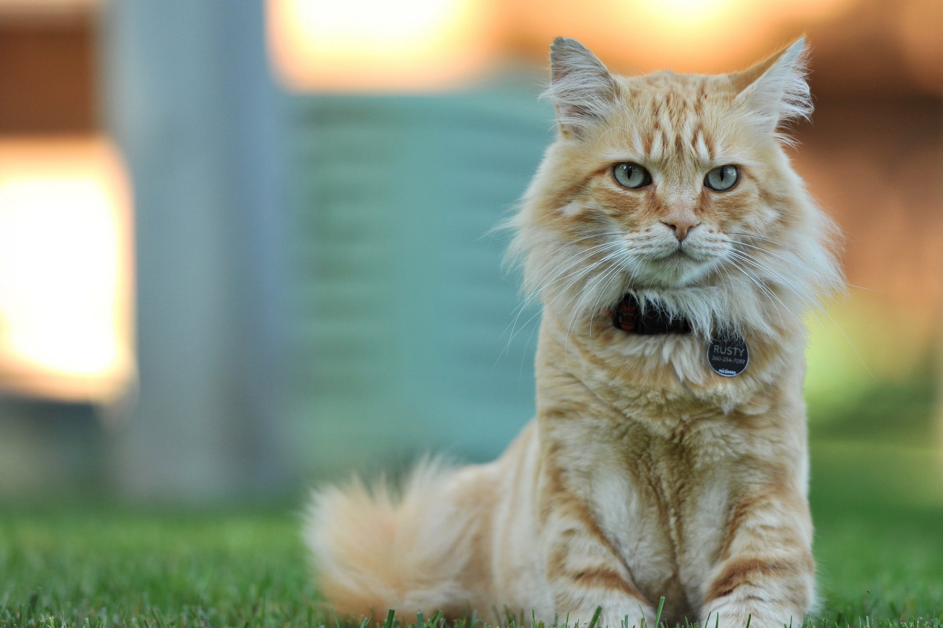 chat roux posant regard