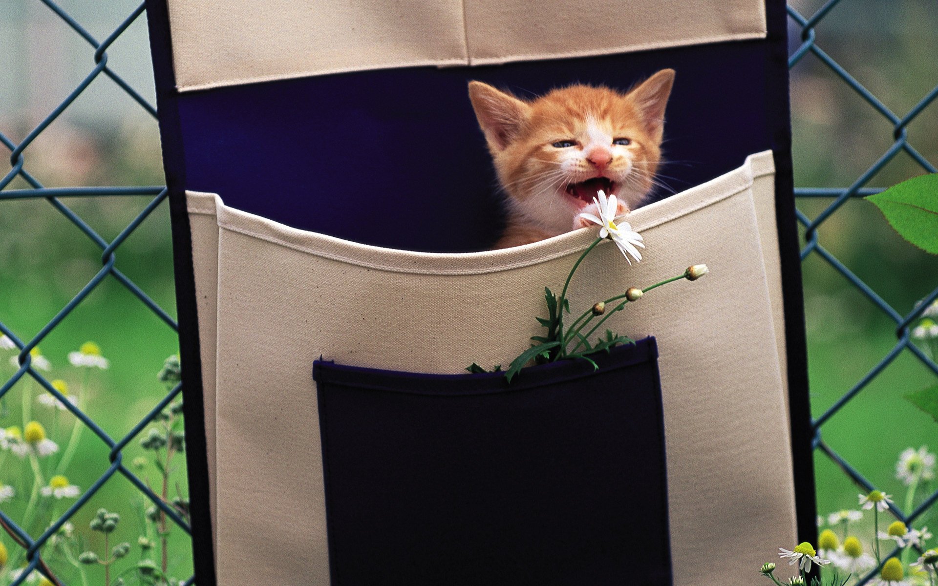 katzen kätzchen tasche rot blume kamille makro