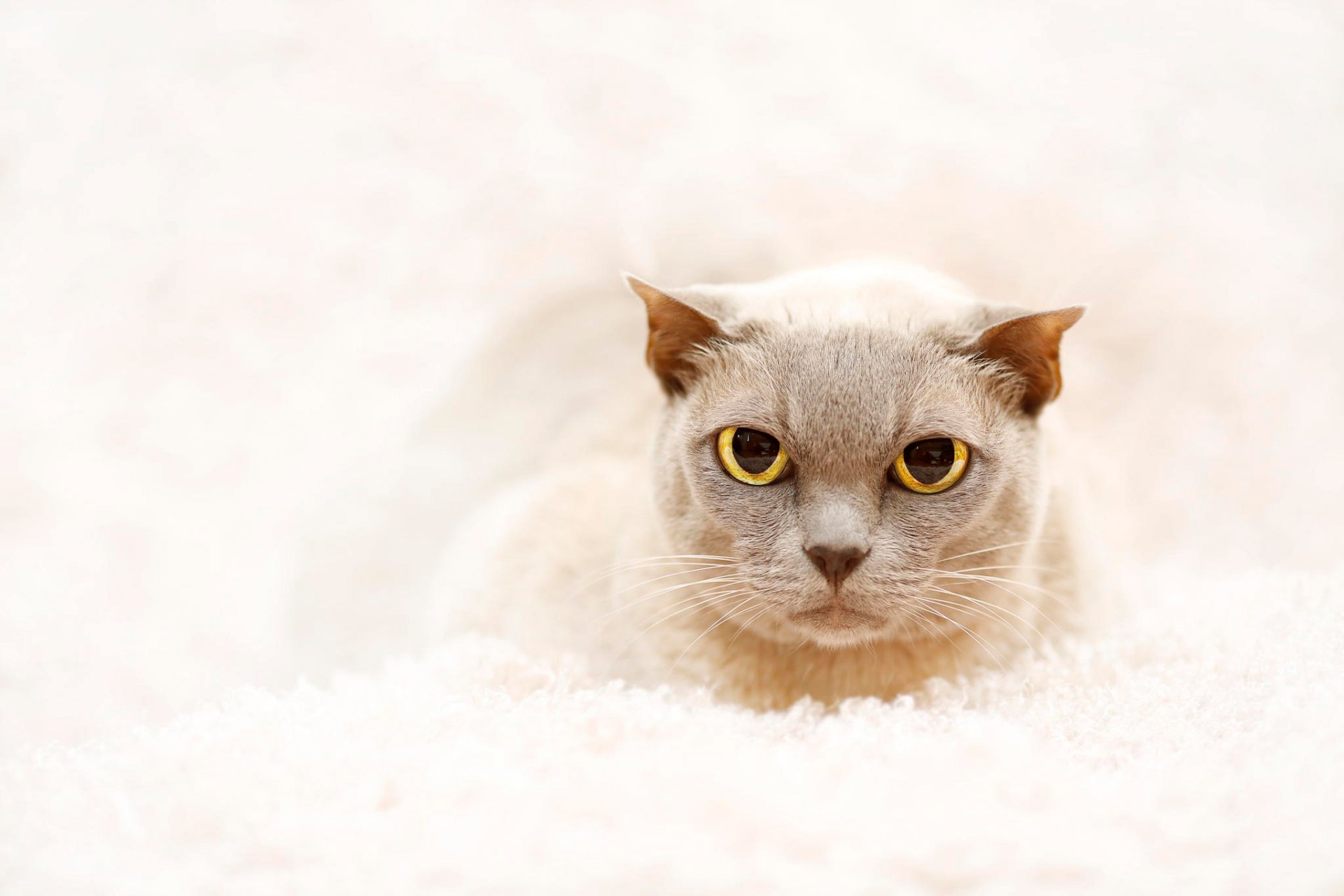 regard yeux chat