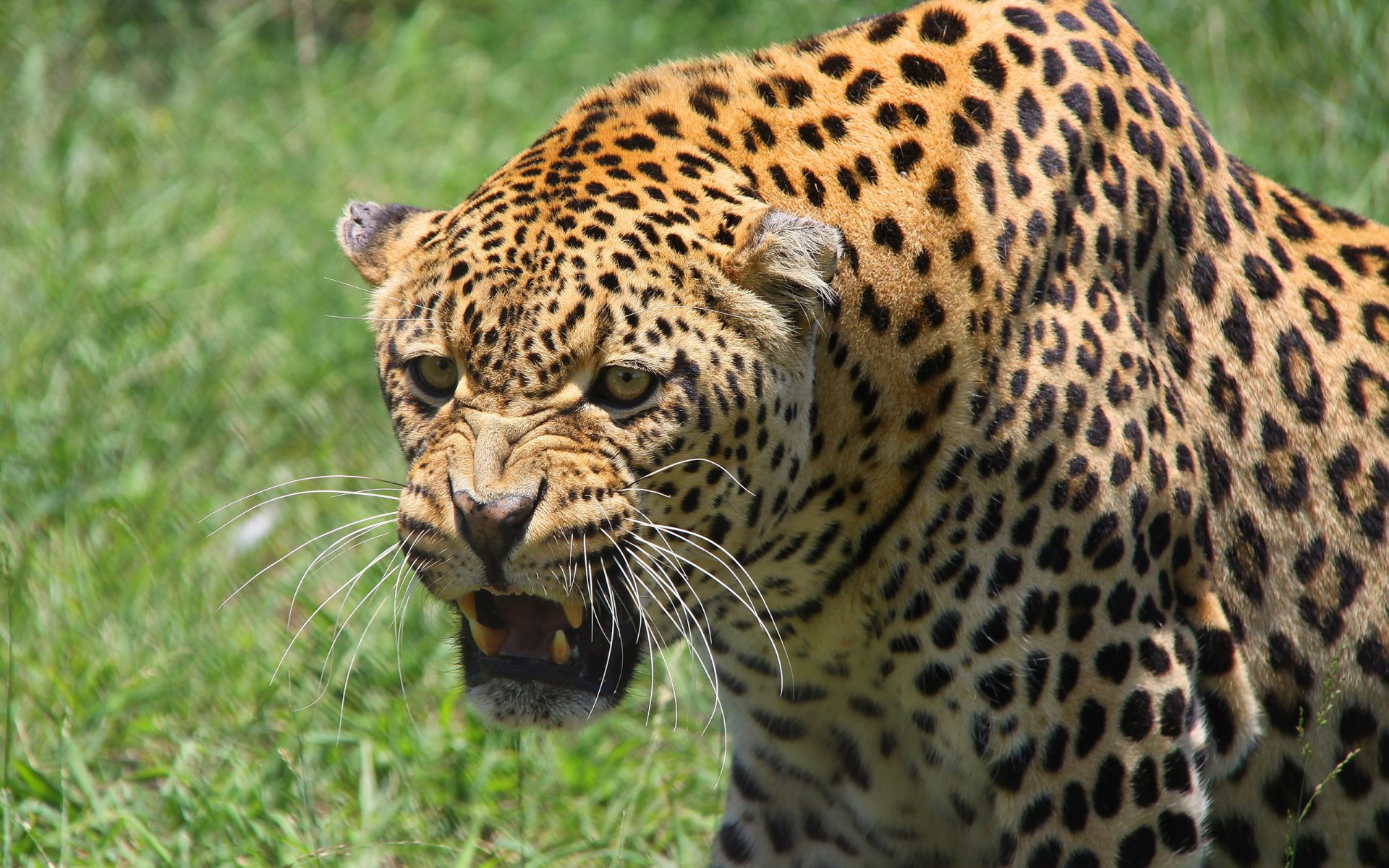 leopard schnauze raubtier grinsen ohnmacht