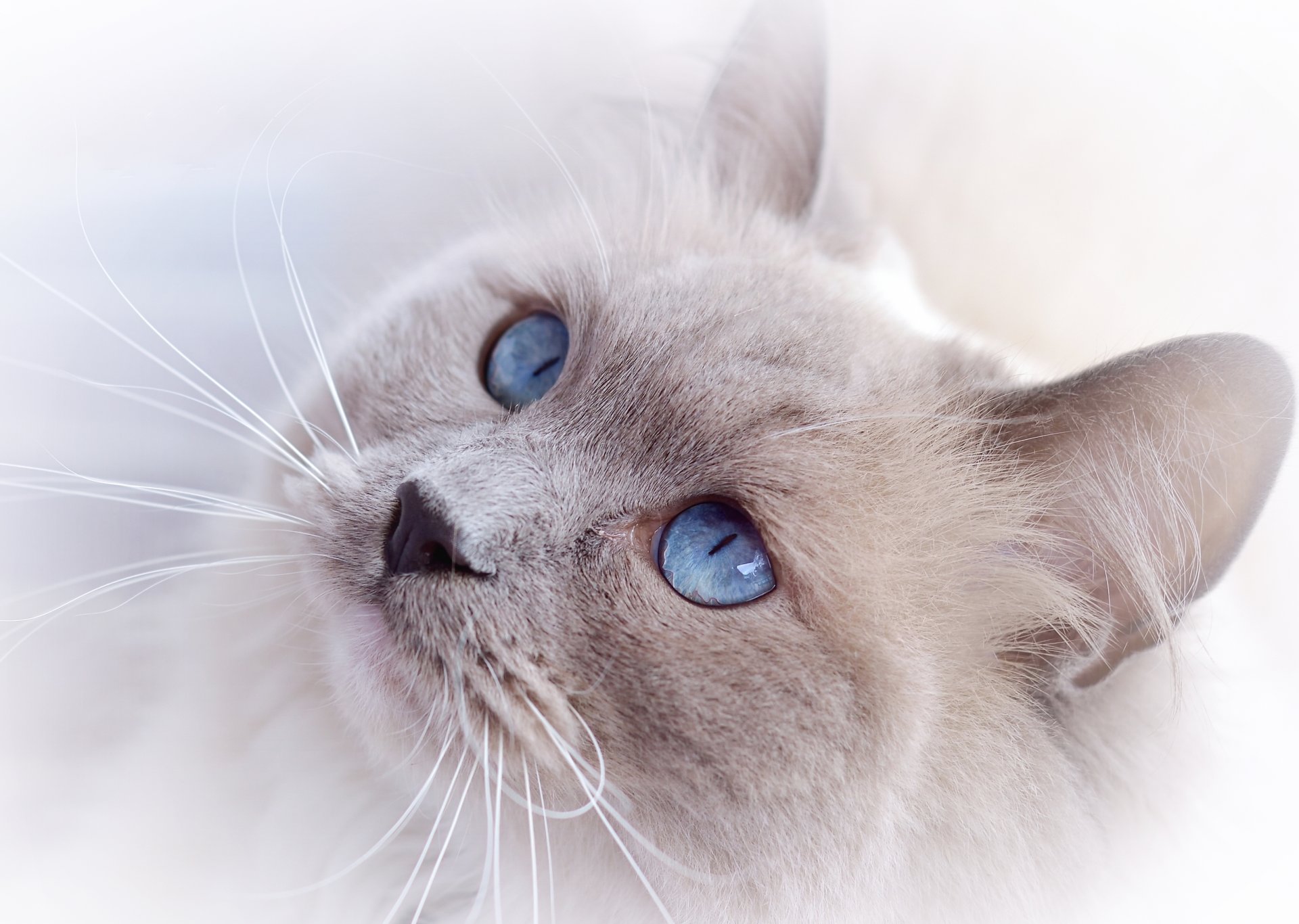 chat chat museau vue yeux bleus