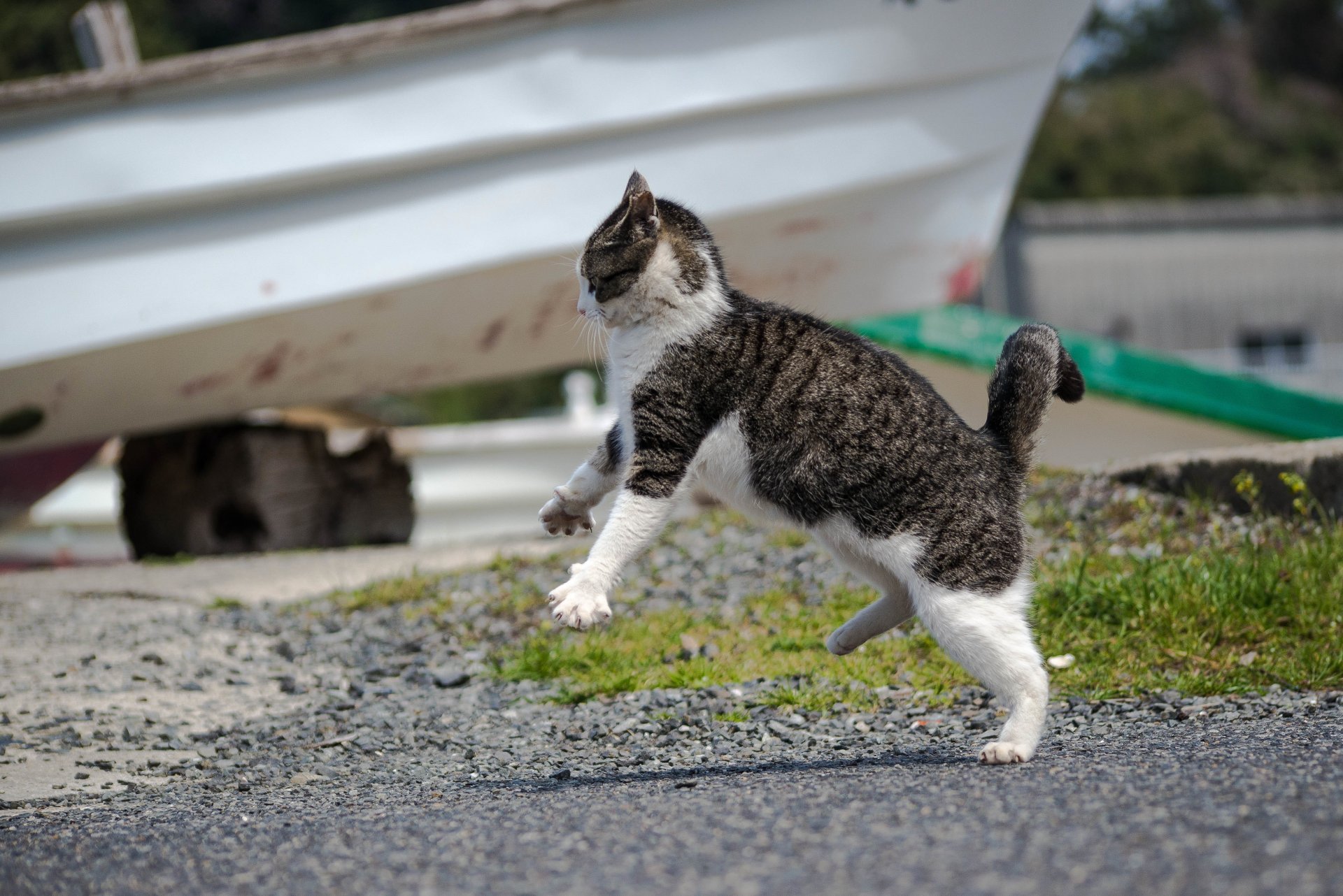 gato gato gato ataque