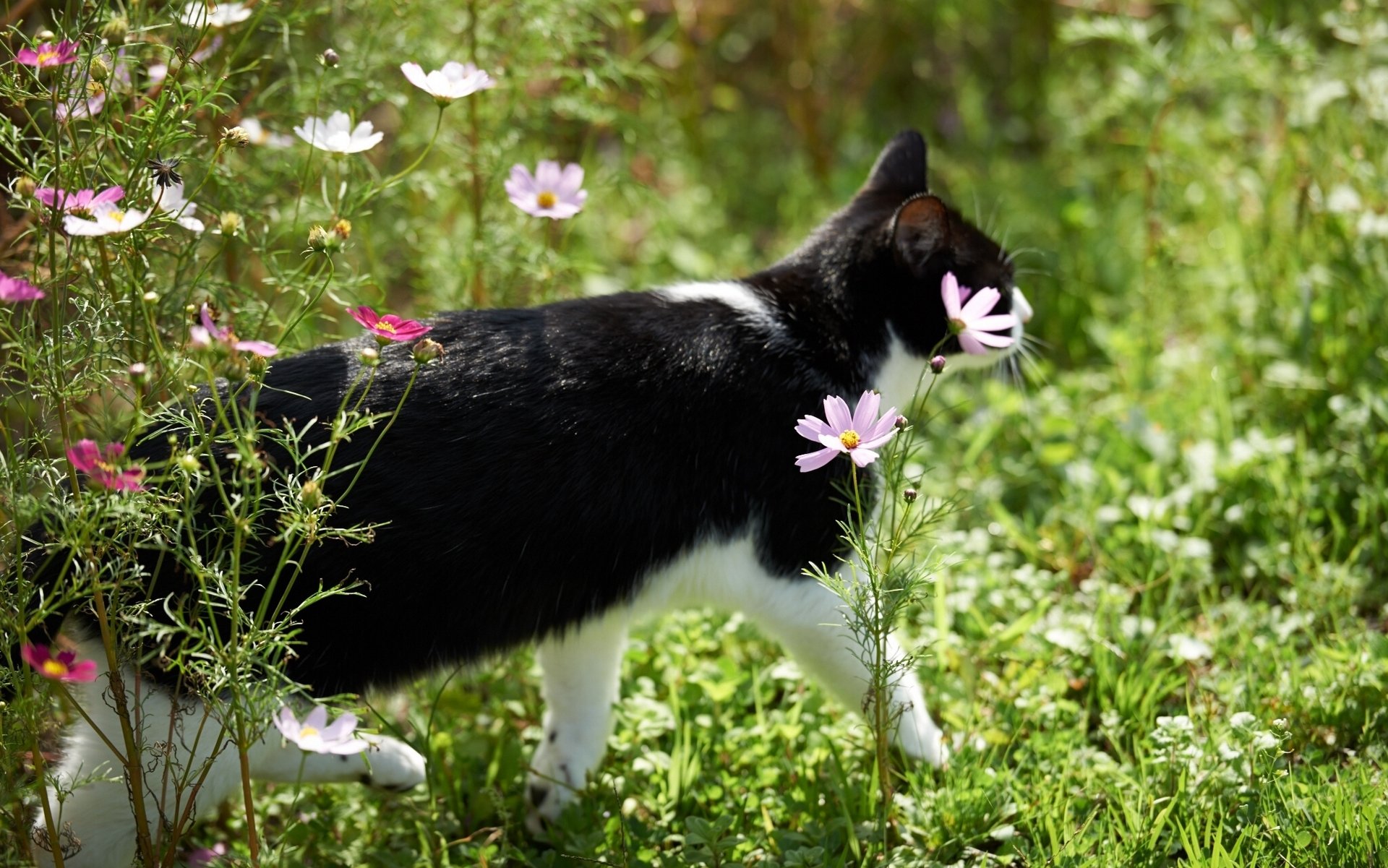 katze blumen kosmea