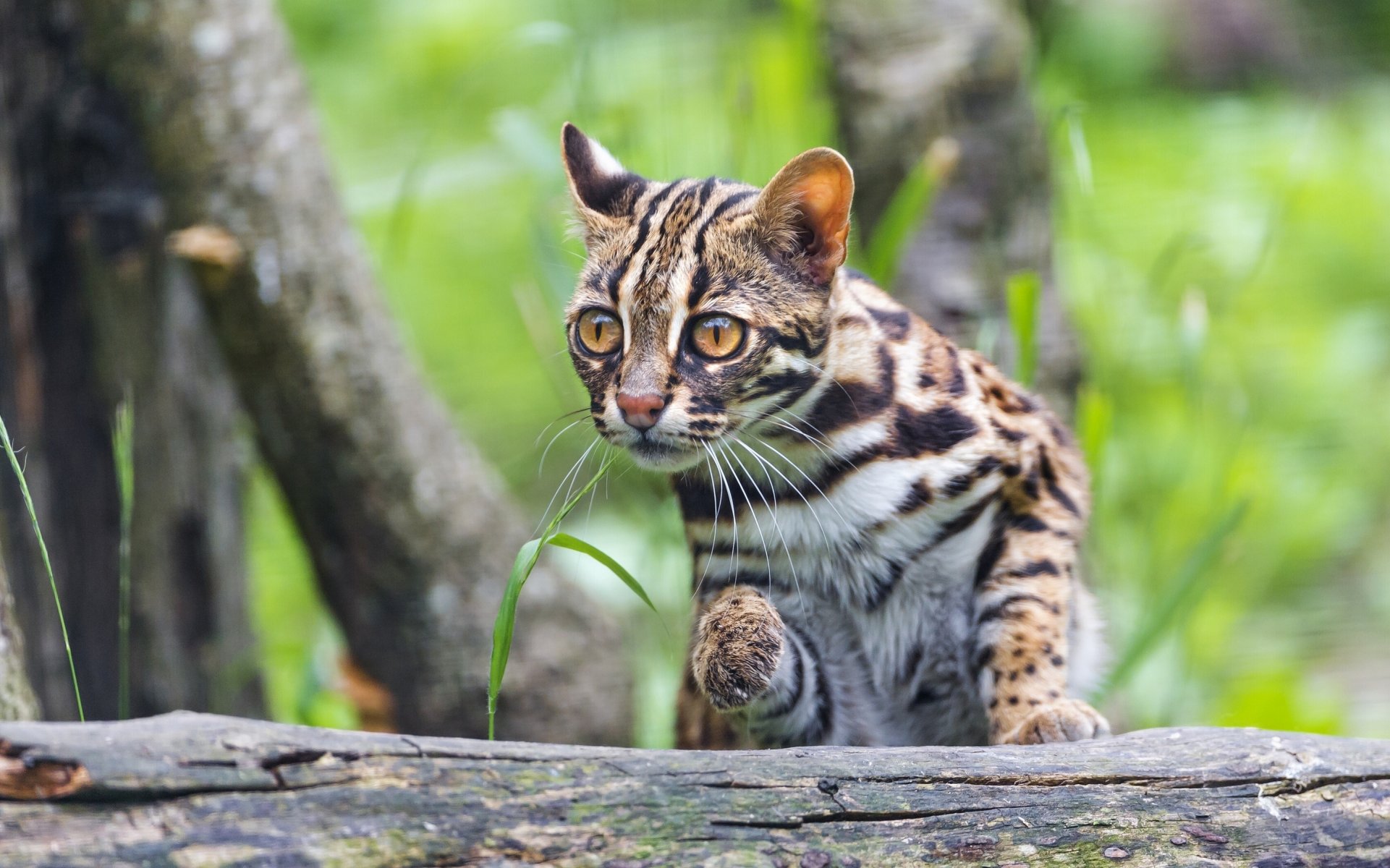 bengalische katze zwergkatze fernöstliche katze