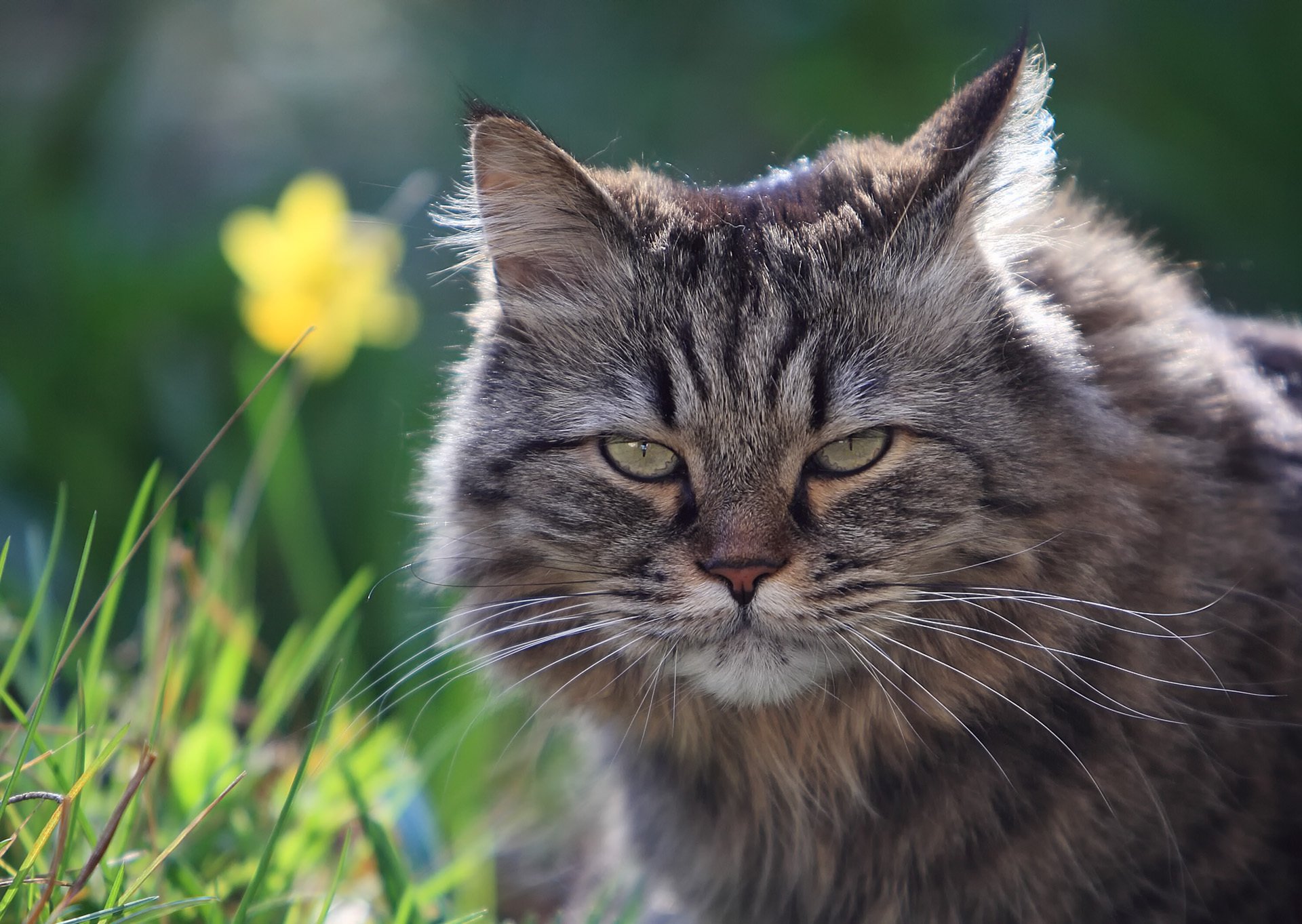 cat furry face view grass summer nature