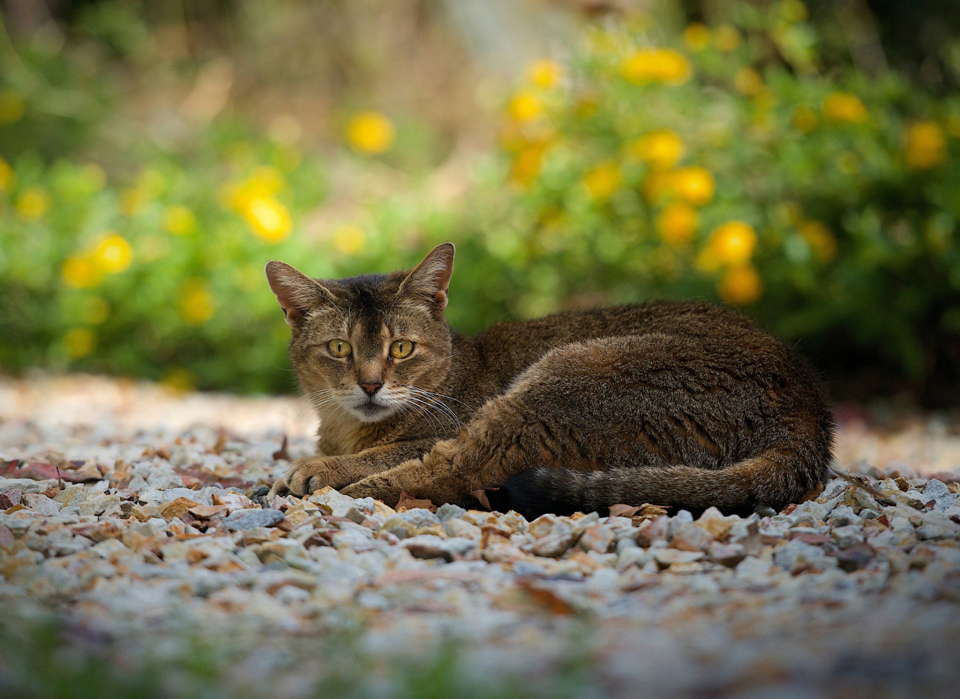 kiesel gehweg katze grau-braun ruhe blick