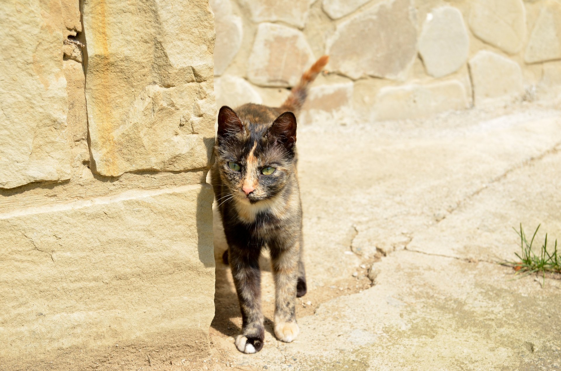 cat elegant style camouflage