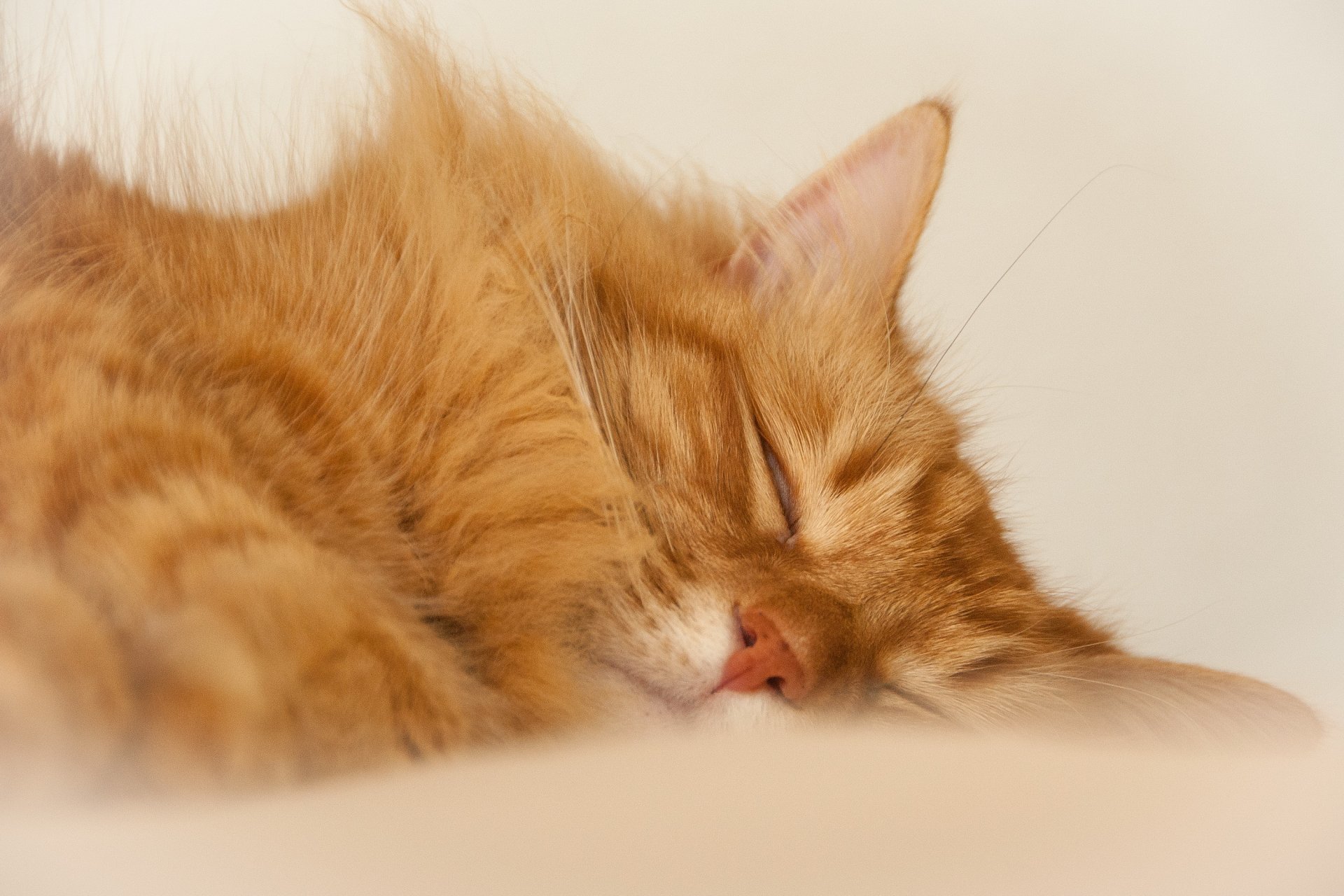 cat red sports sleeping