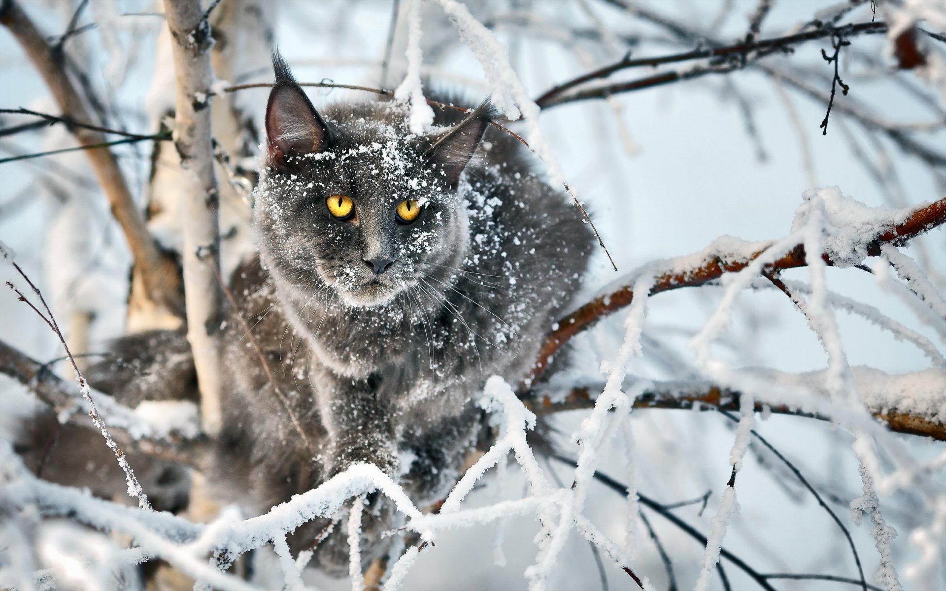 gato mirada fondo