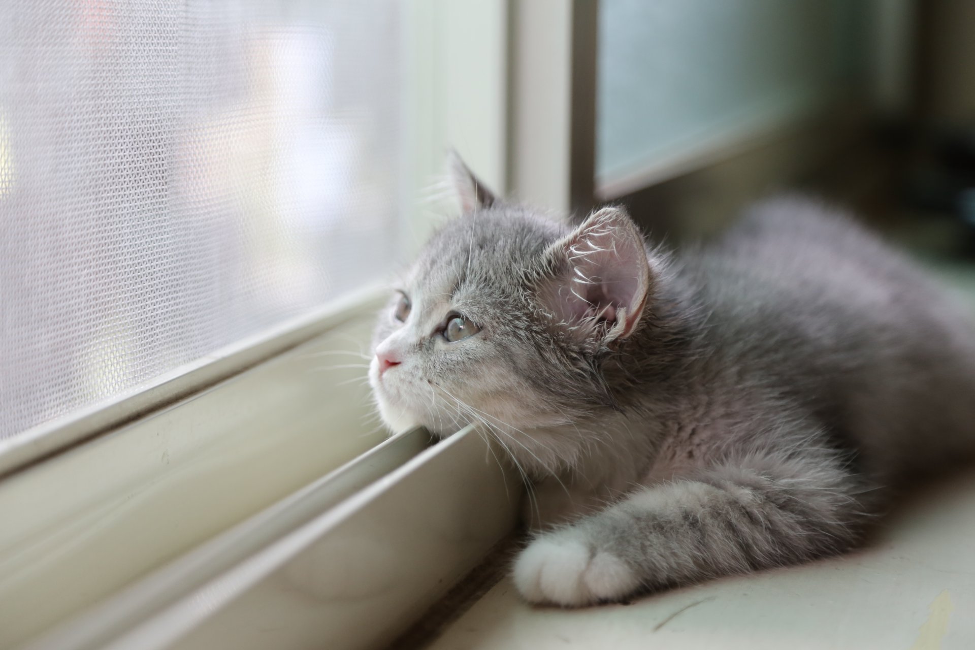 chat vue fond