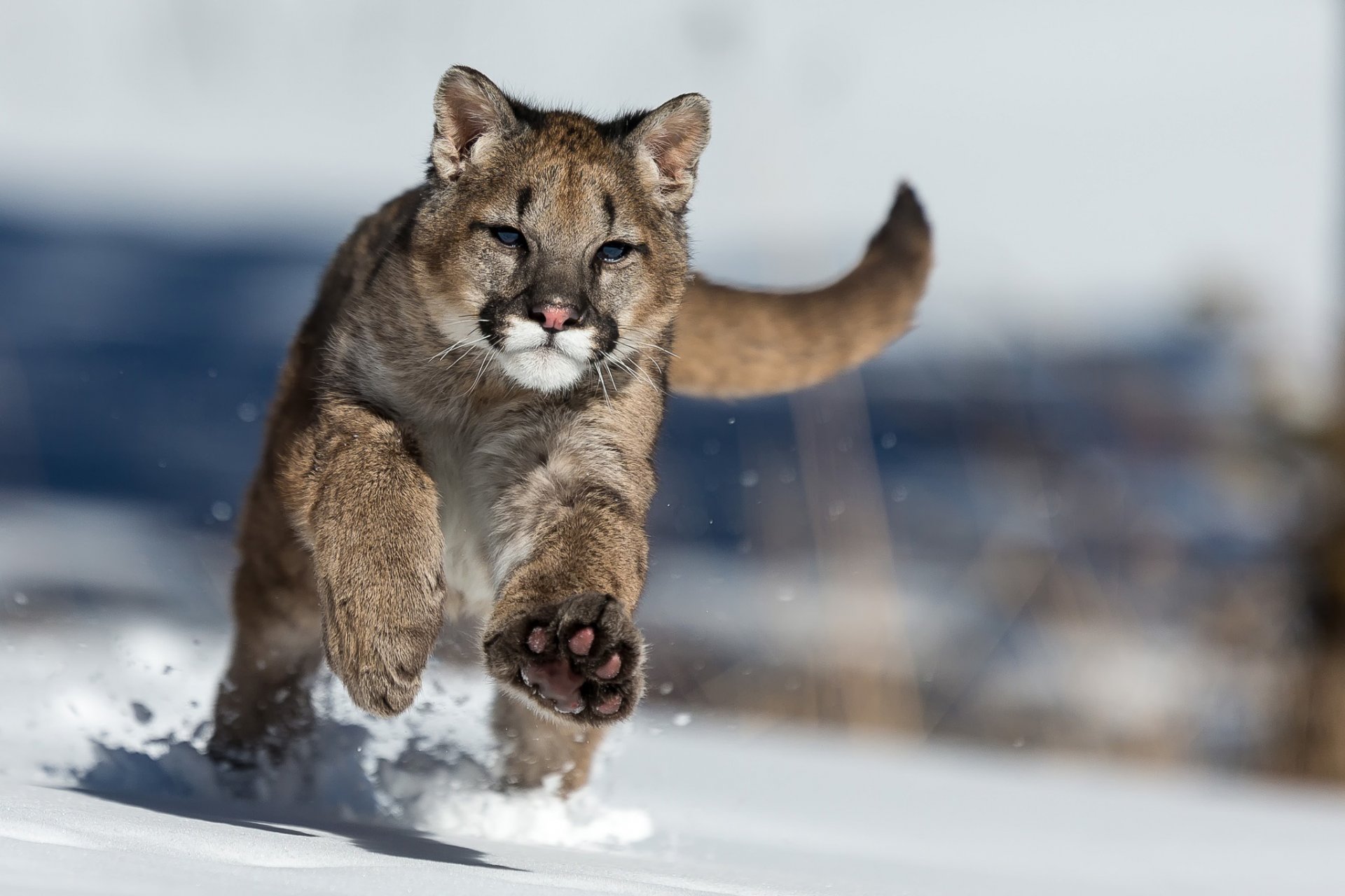 puma neve inverno