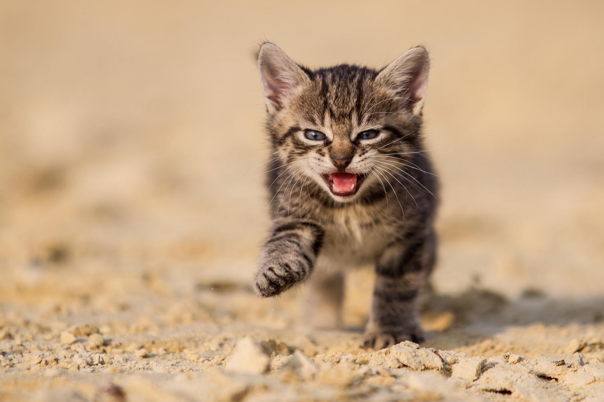 gatto gattino grigio terra sabbia natura