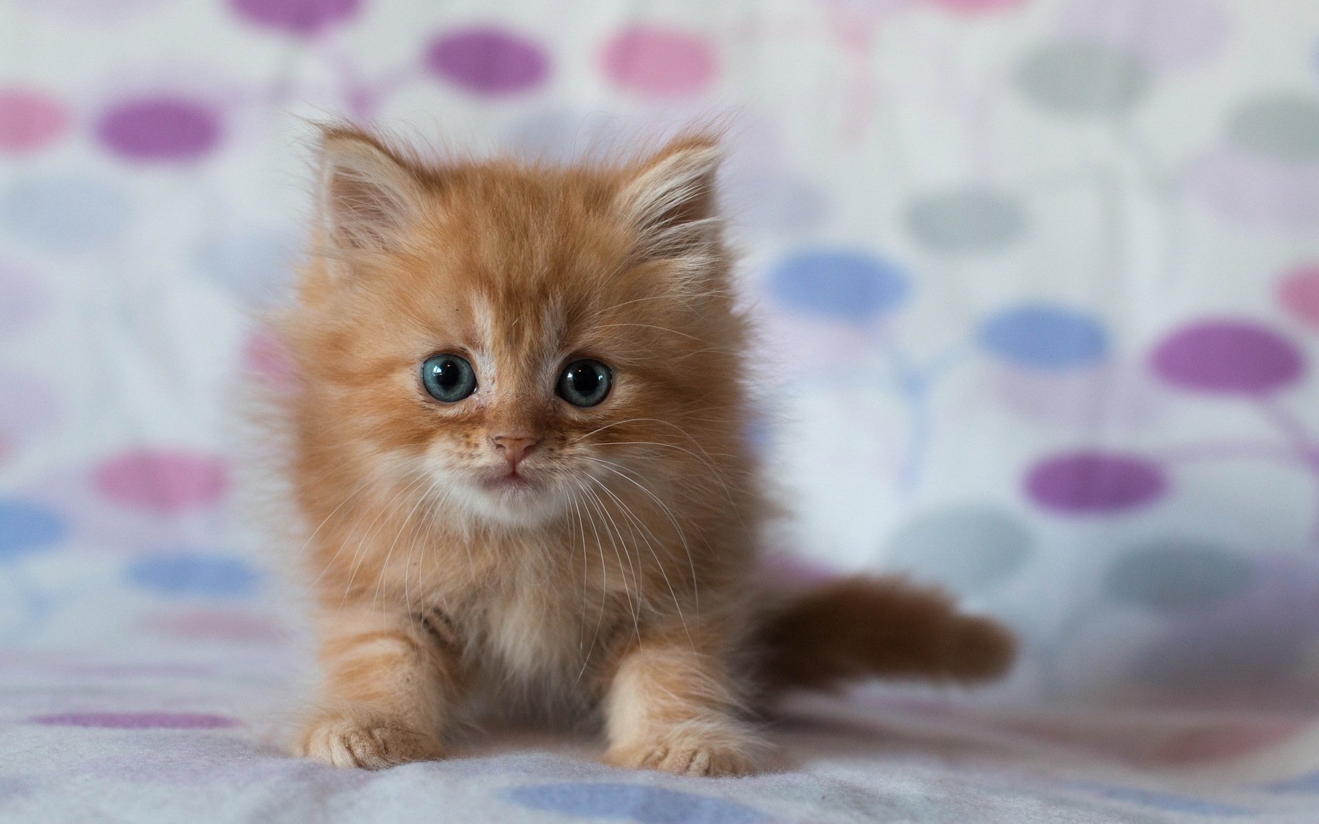 gato mirada fondo