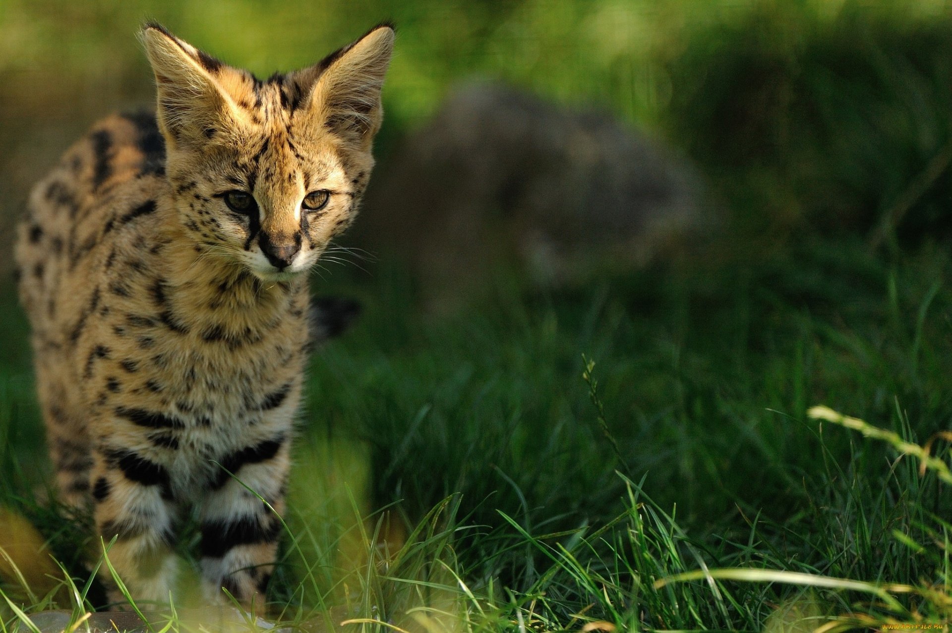 serval gato salvaje gatito orejas hierba