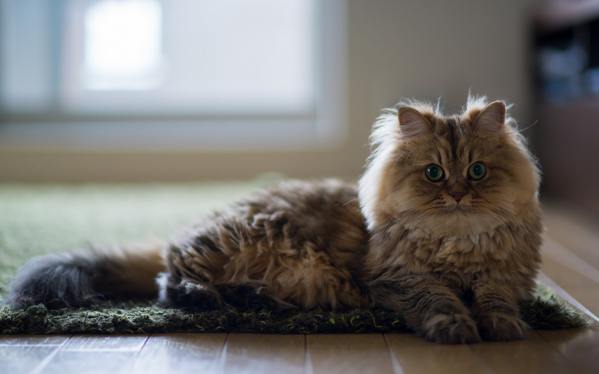 chat maison fond