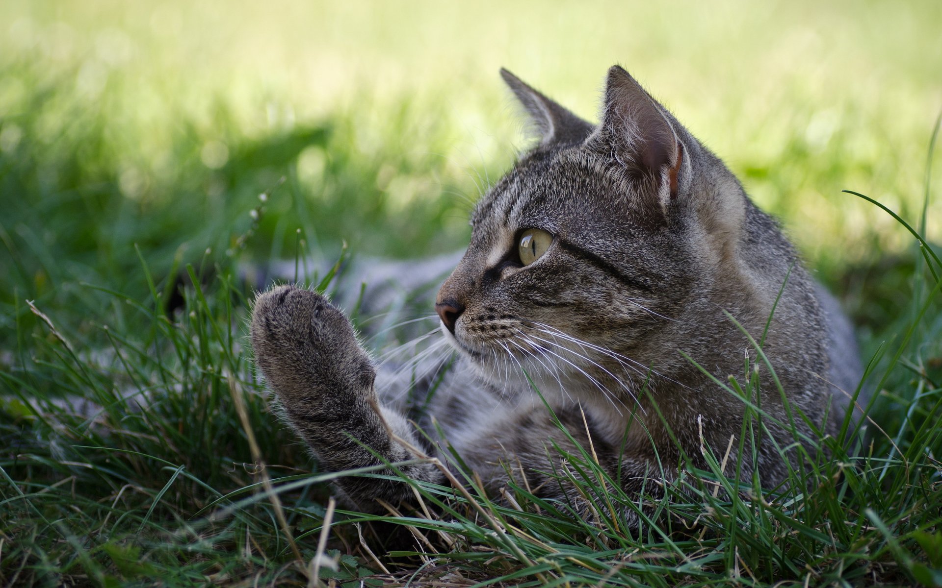 hierba gato gato gris perfil