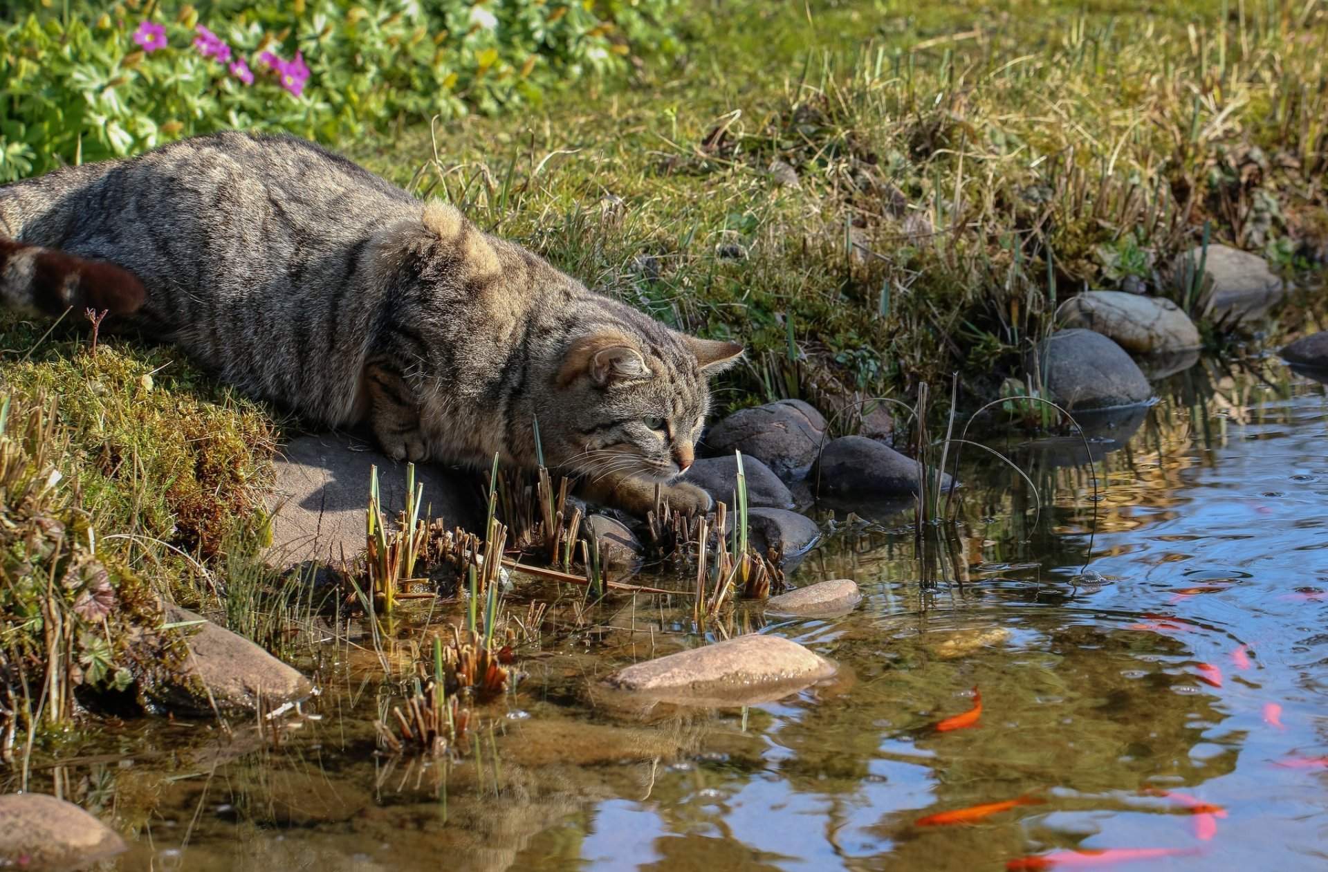 hore grass rocks fish cat gray striped hunting sneaking watching watching anticipating