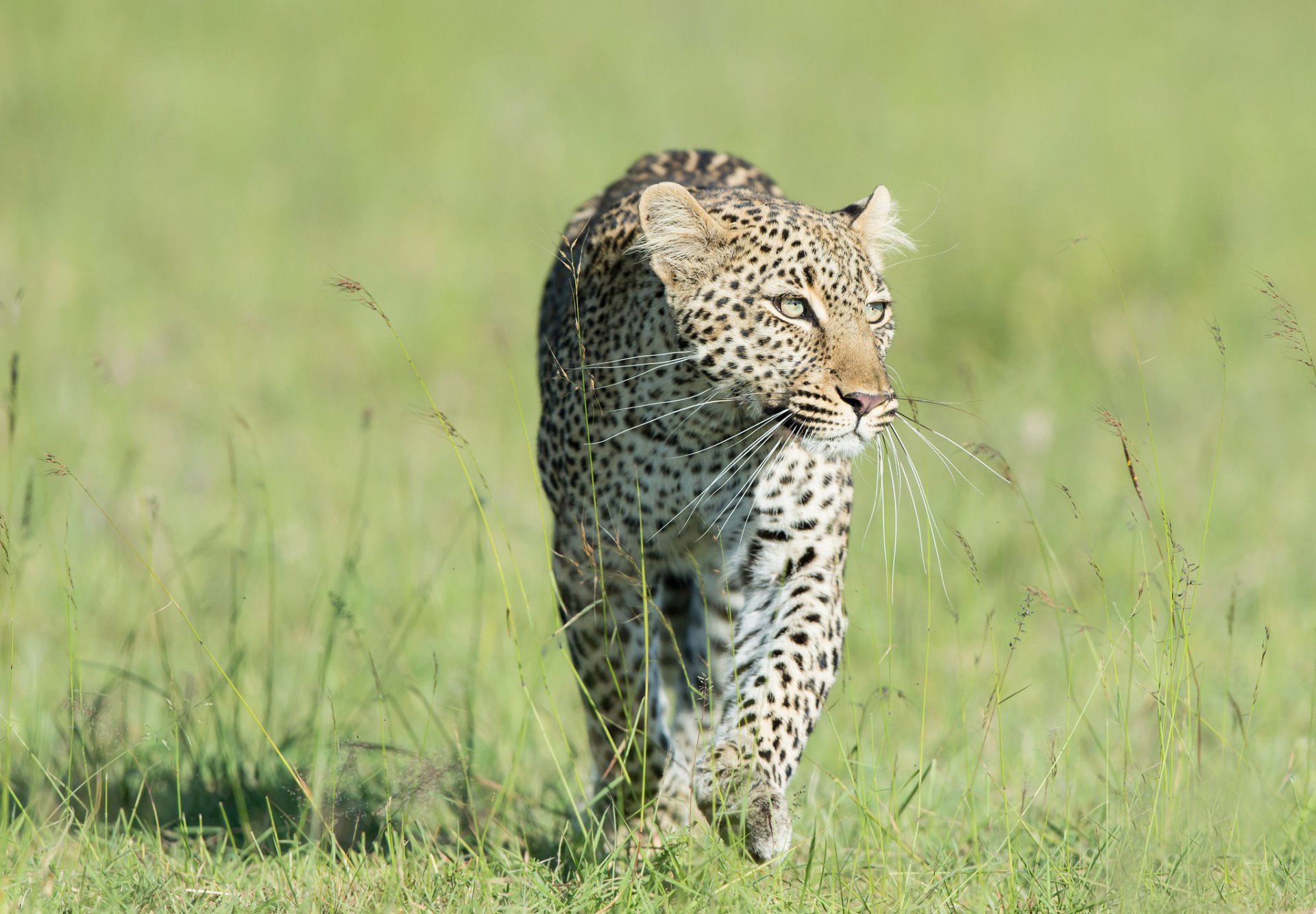 hierba depredador leopardo