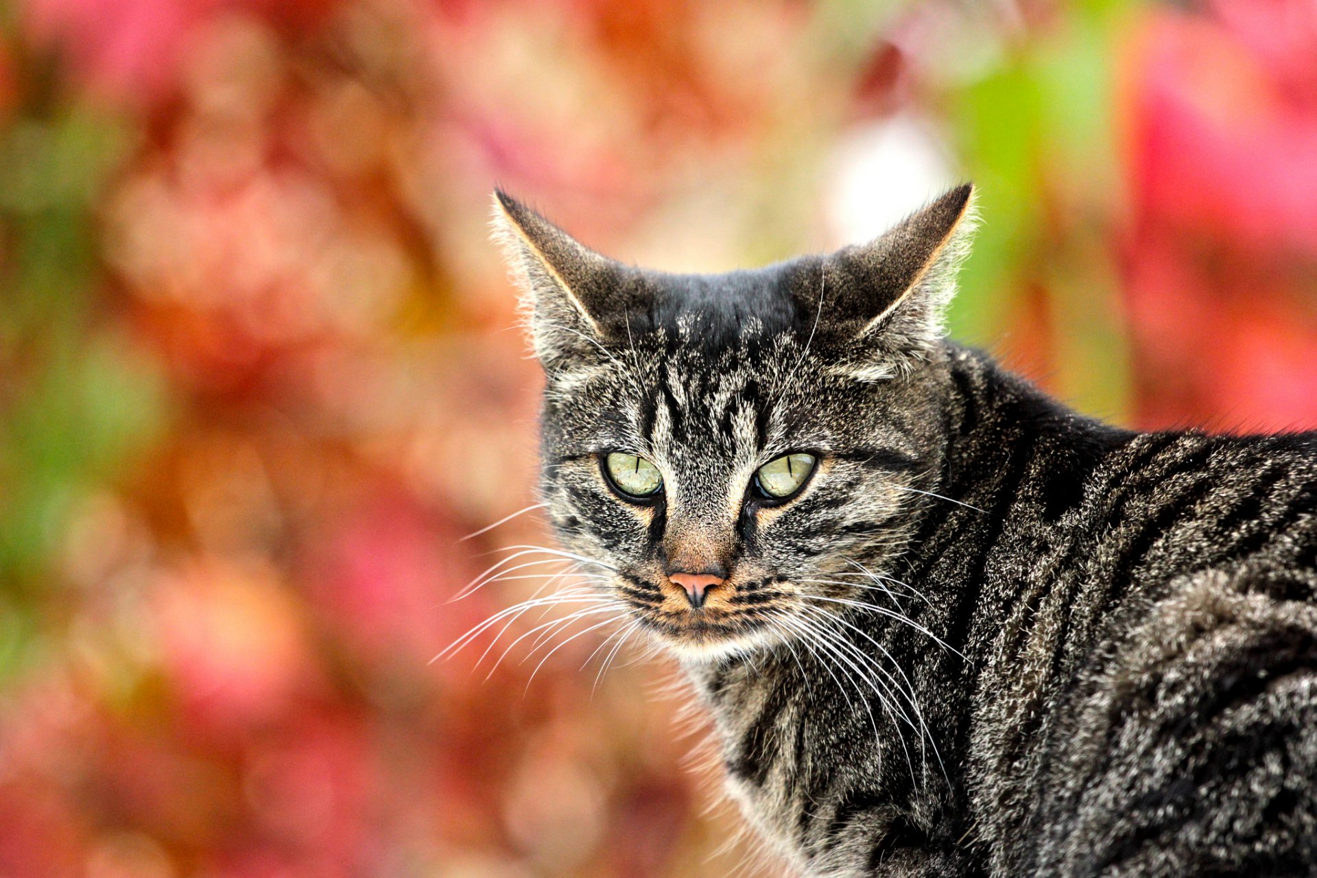 katze katze grau gestreift blick hintergrund