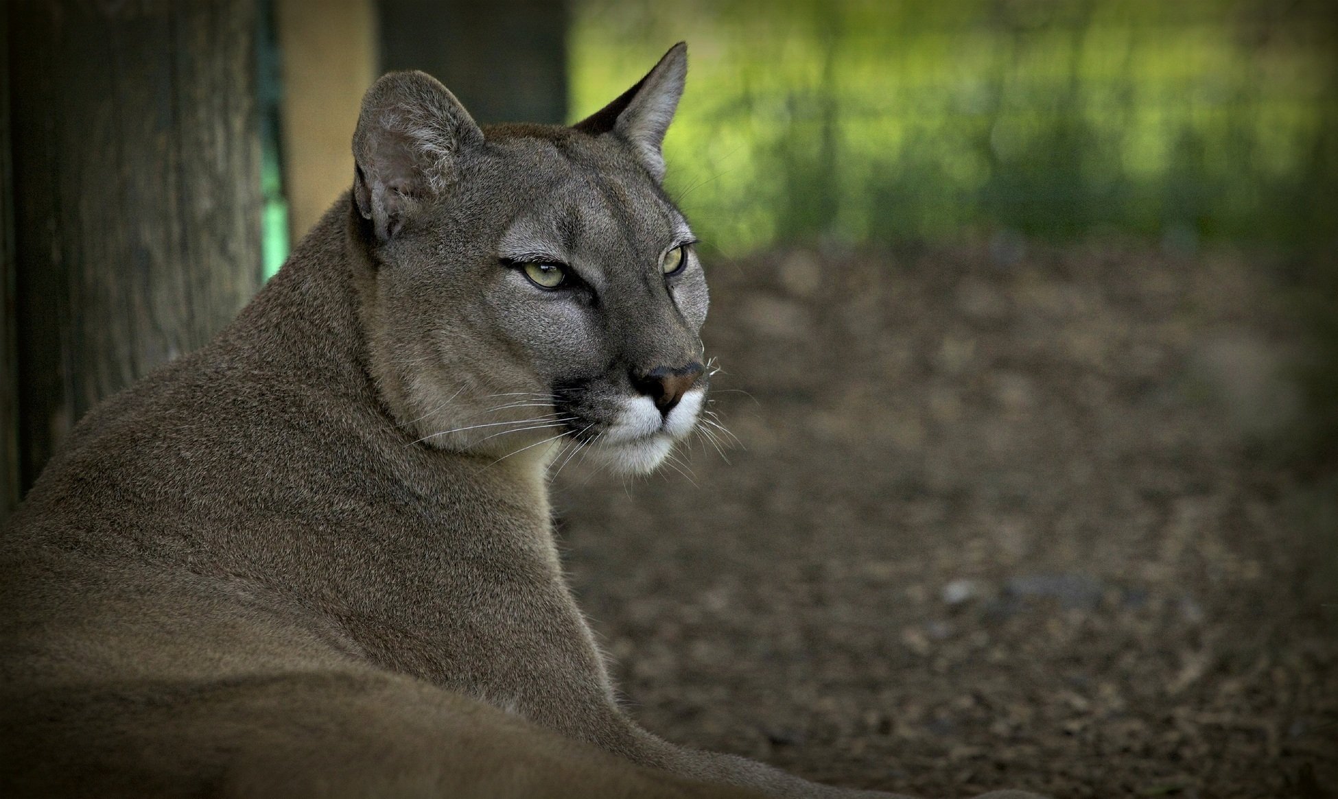 puma puma león de montaña gato salvaje depredador hocico recreación © ania jone