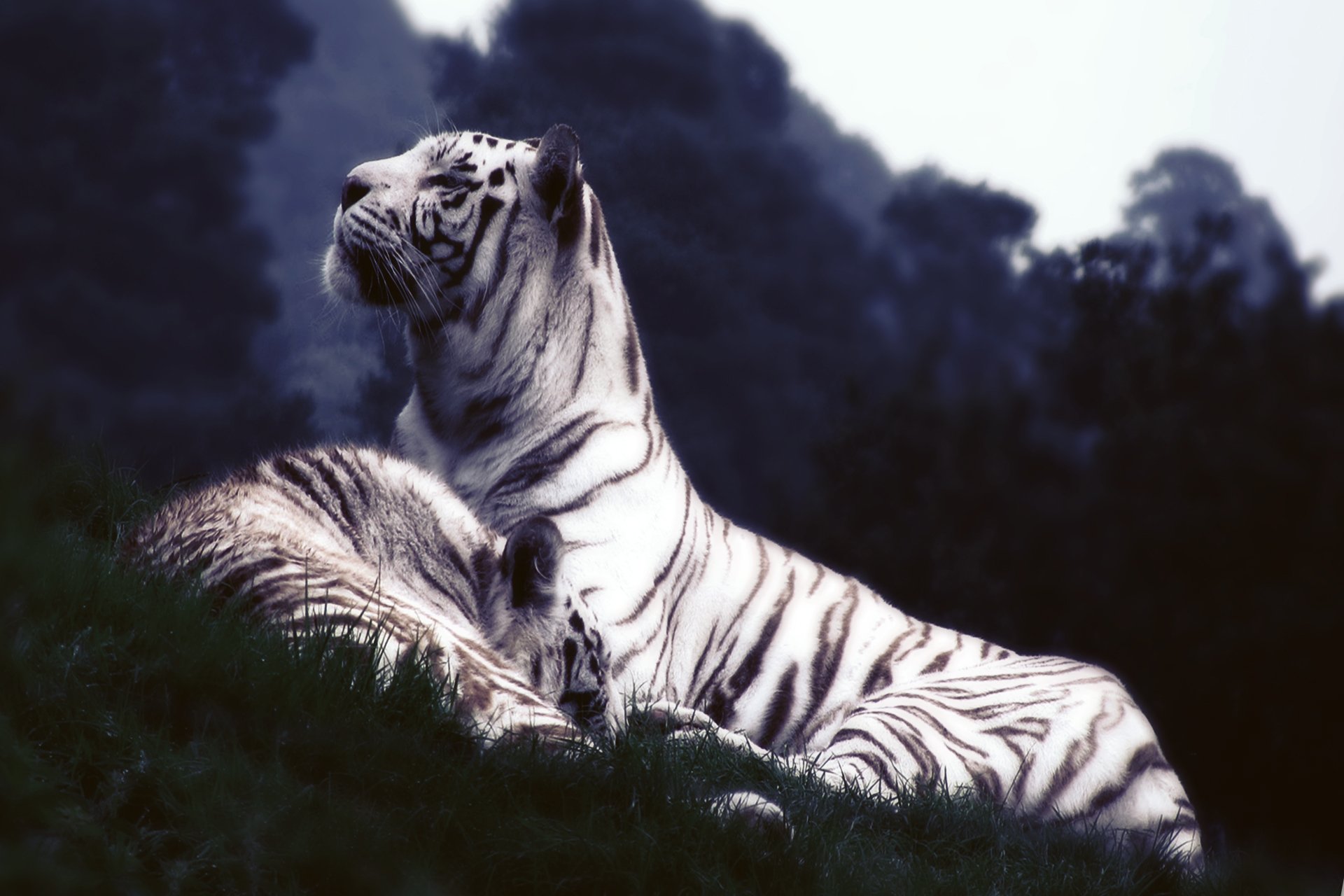 tigre blanco hierba