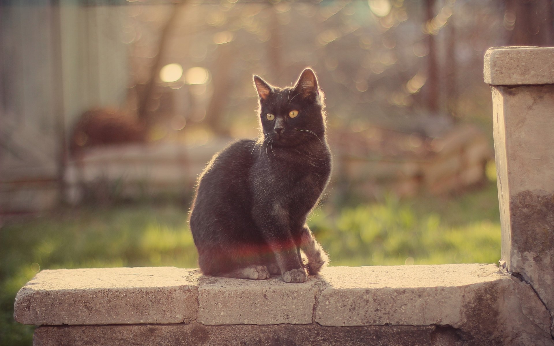 chat moustache mur vue lumière éblouissement