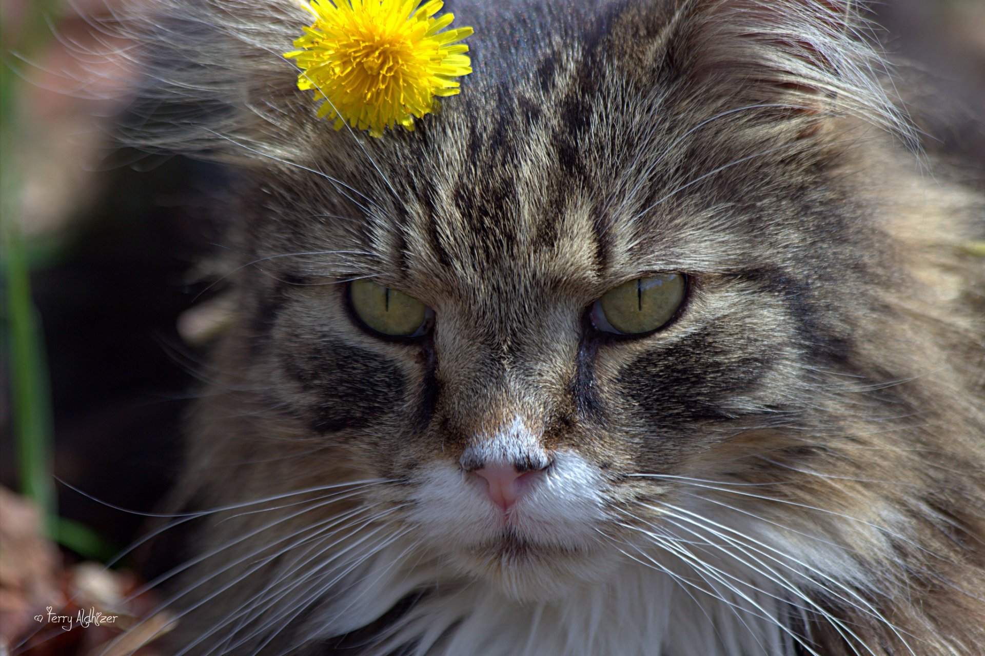 katze katze schnauze blume löwenzahn