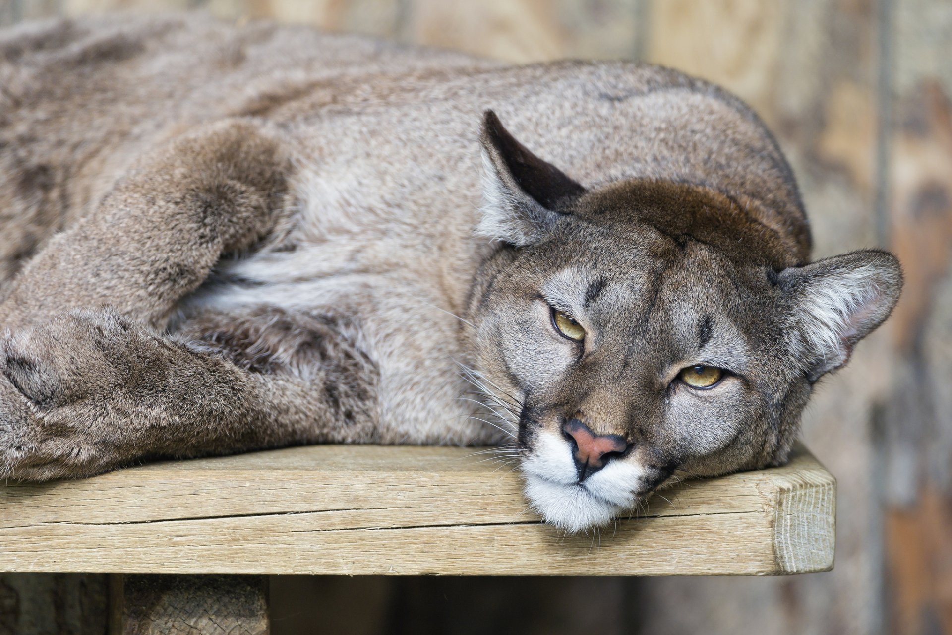 puma puma león de montaña gato mirada ©tambako the jaguar