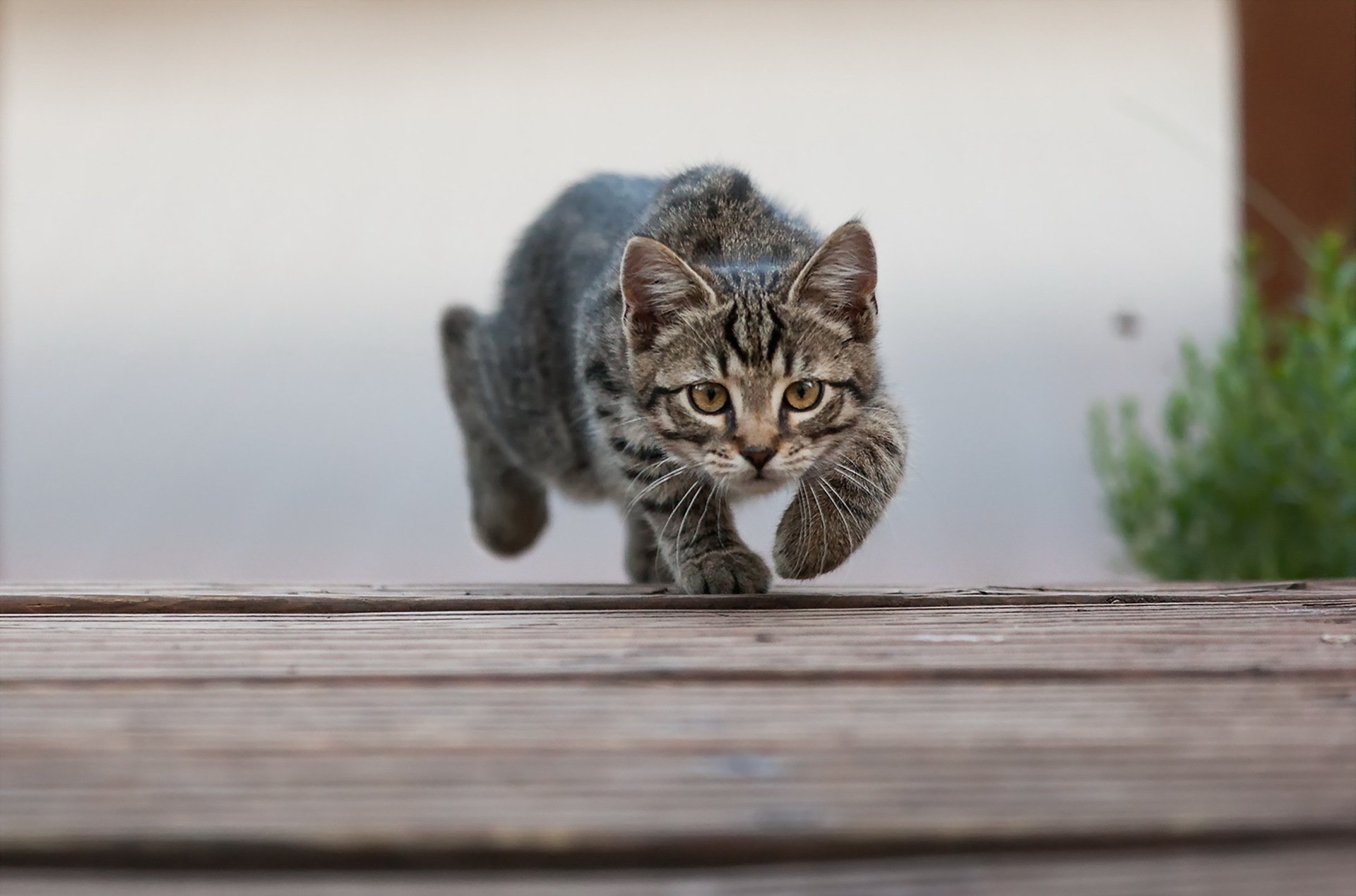 gato mirada fondo