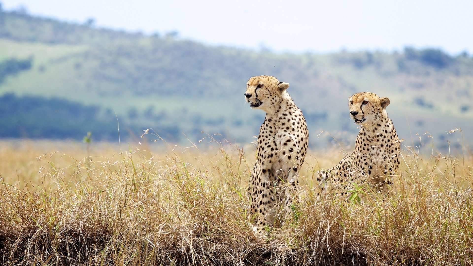 cheetahs wild cats couple gra