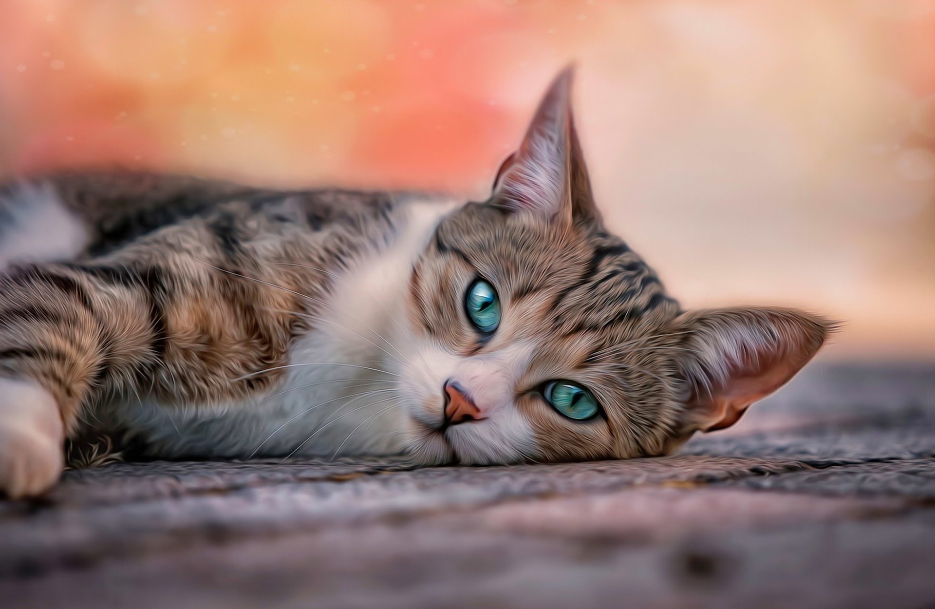 background blur processing cat cat whiskers stripes green-blue eyes mat lying looking