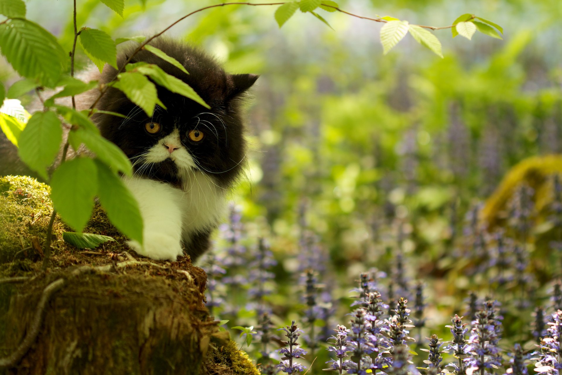 herbe fleurs branches souche mousse chat vue