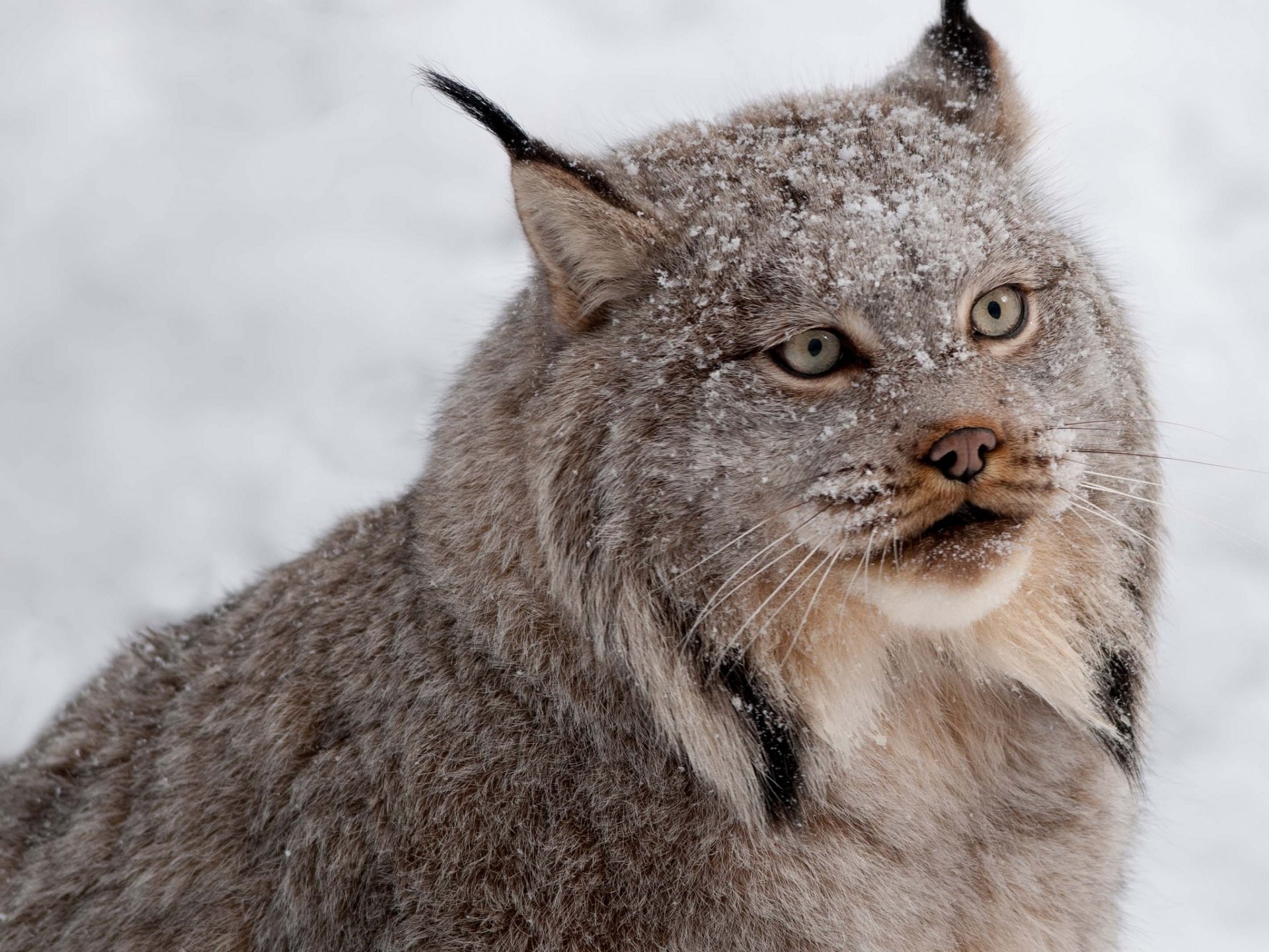 lince predatore neve