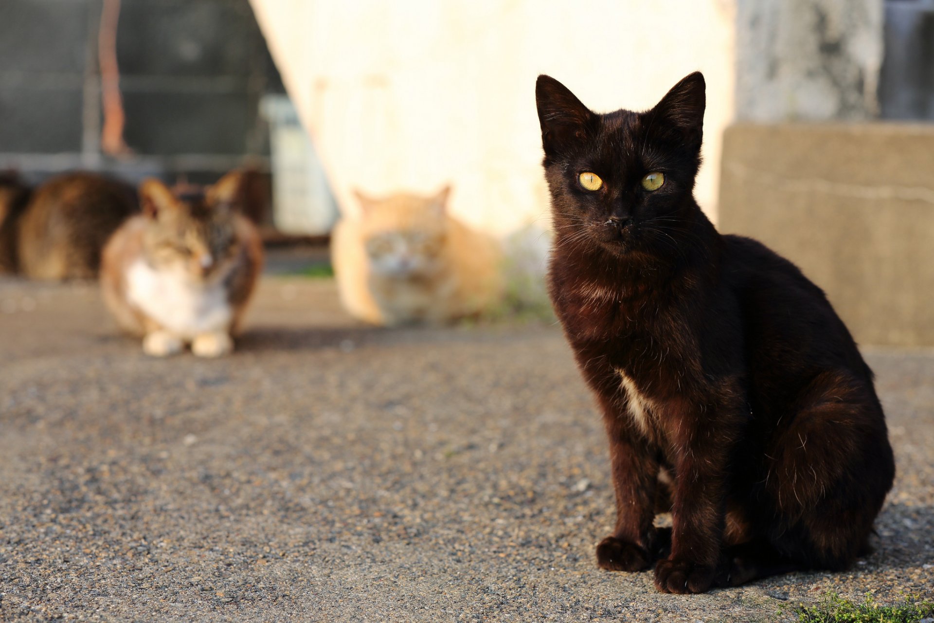 gatti strada porto gatto gatto nero sguardo