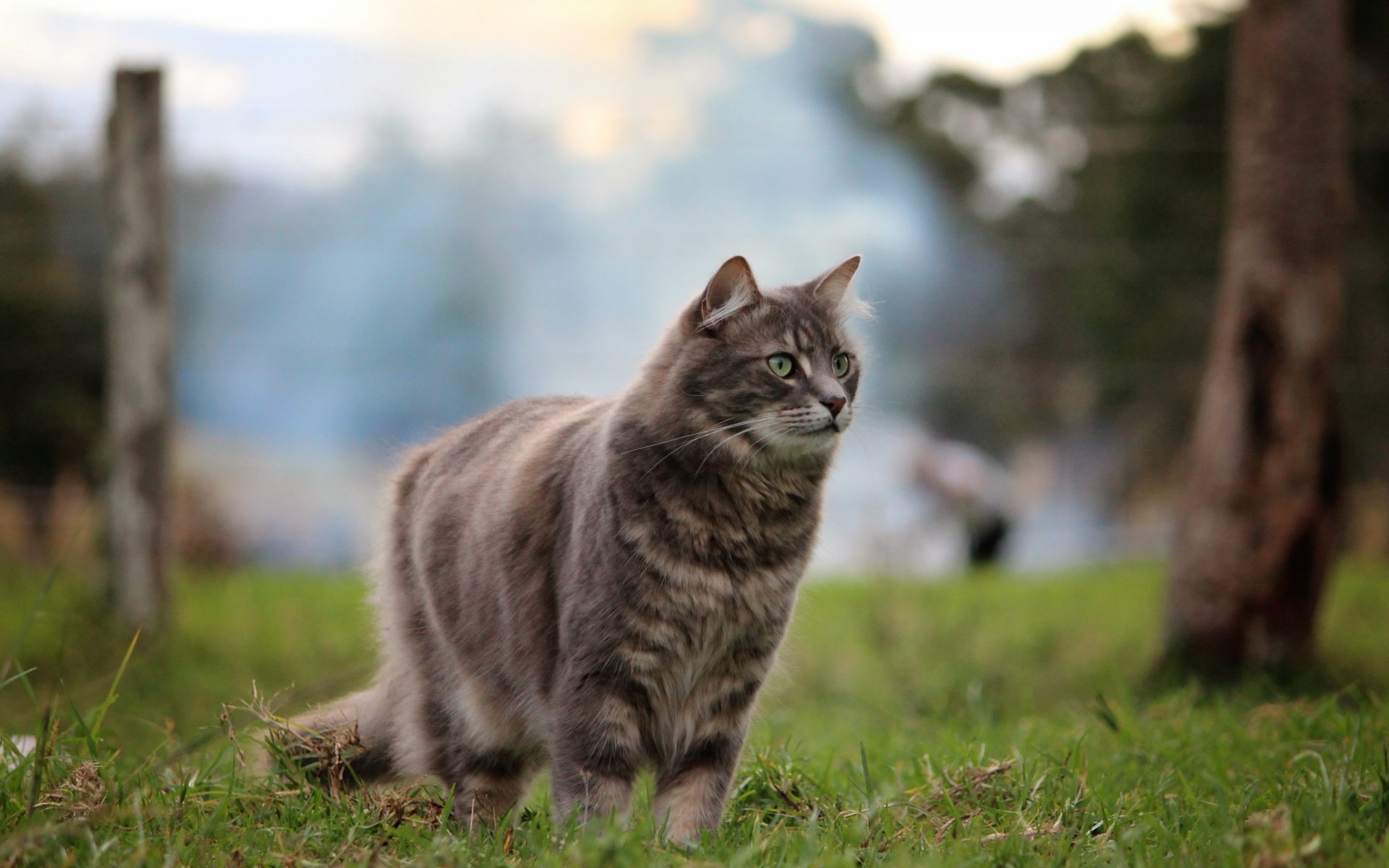 gato mirada fondo