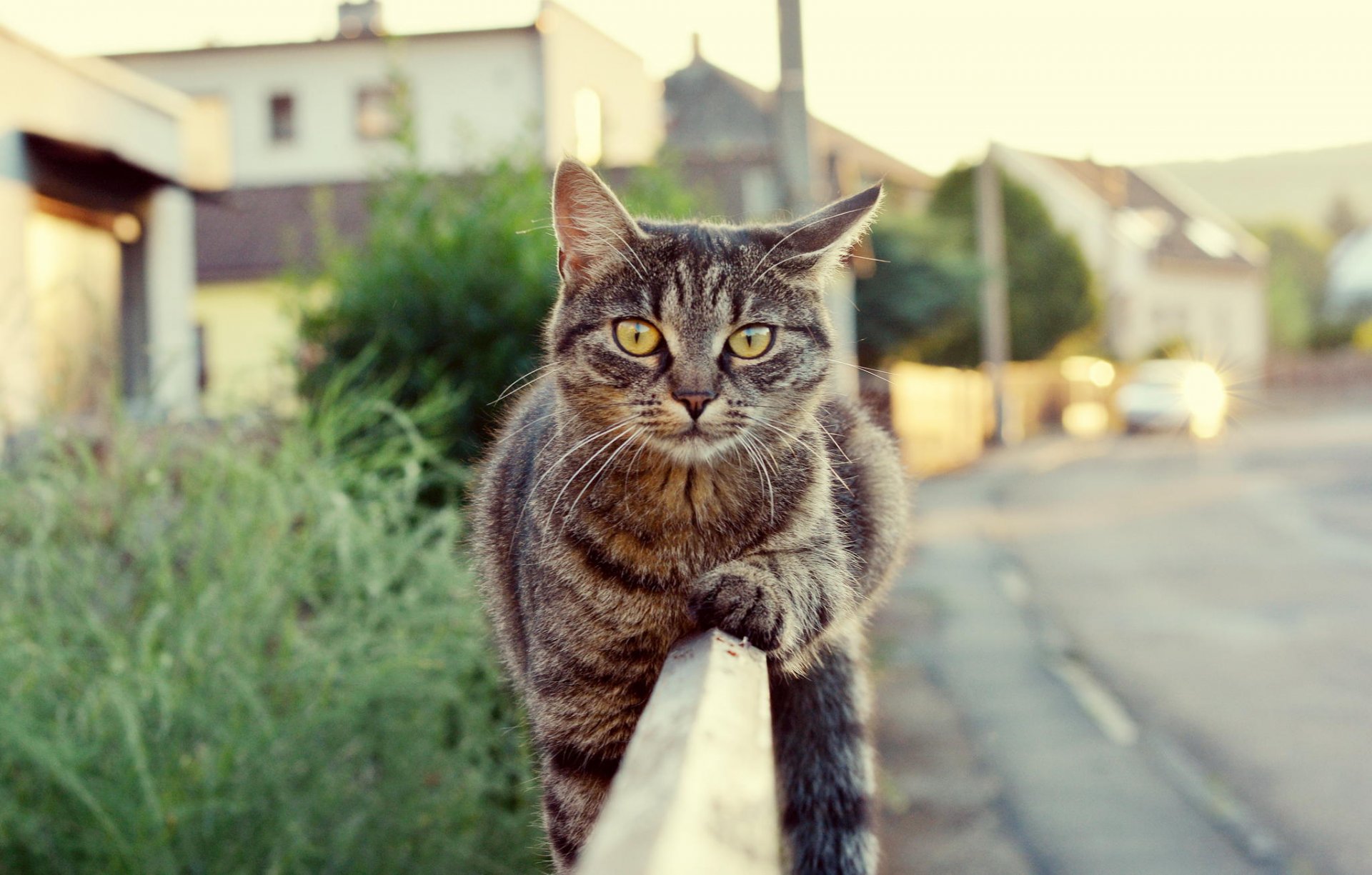 cat wool view fence road