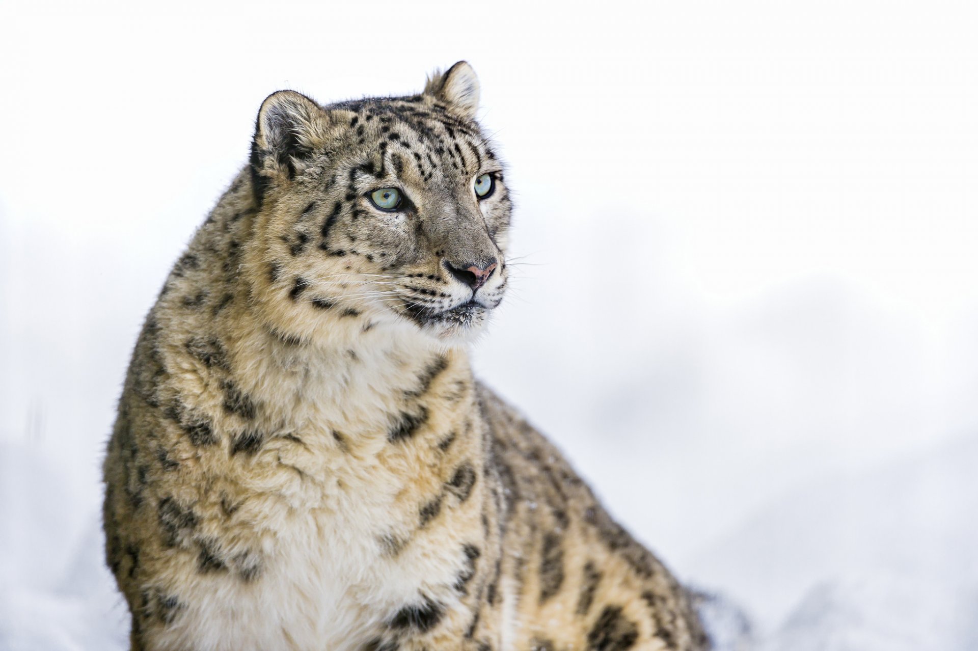 leopardo delle nevi irbis grande gatto