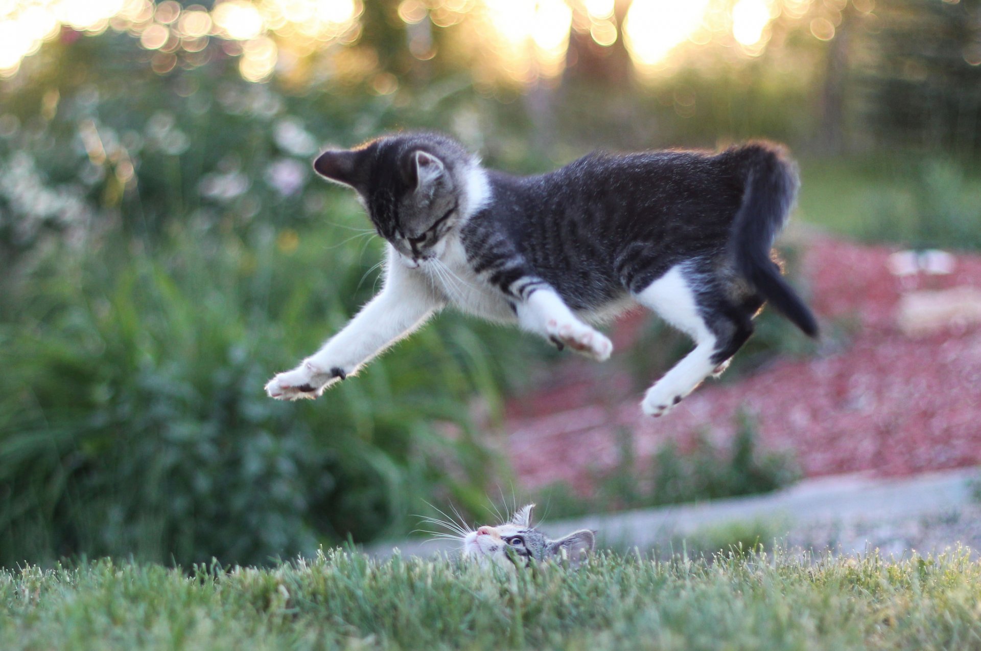 gattini gioco gatti salto