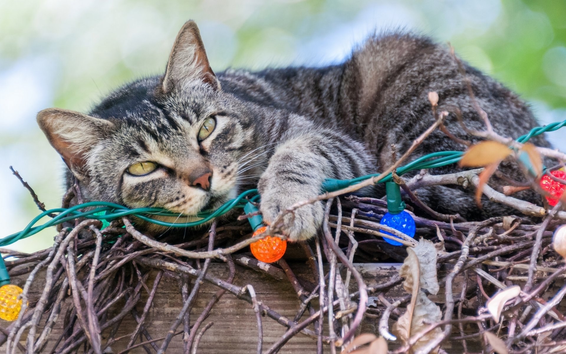 katze girlande glühbirnen zweige