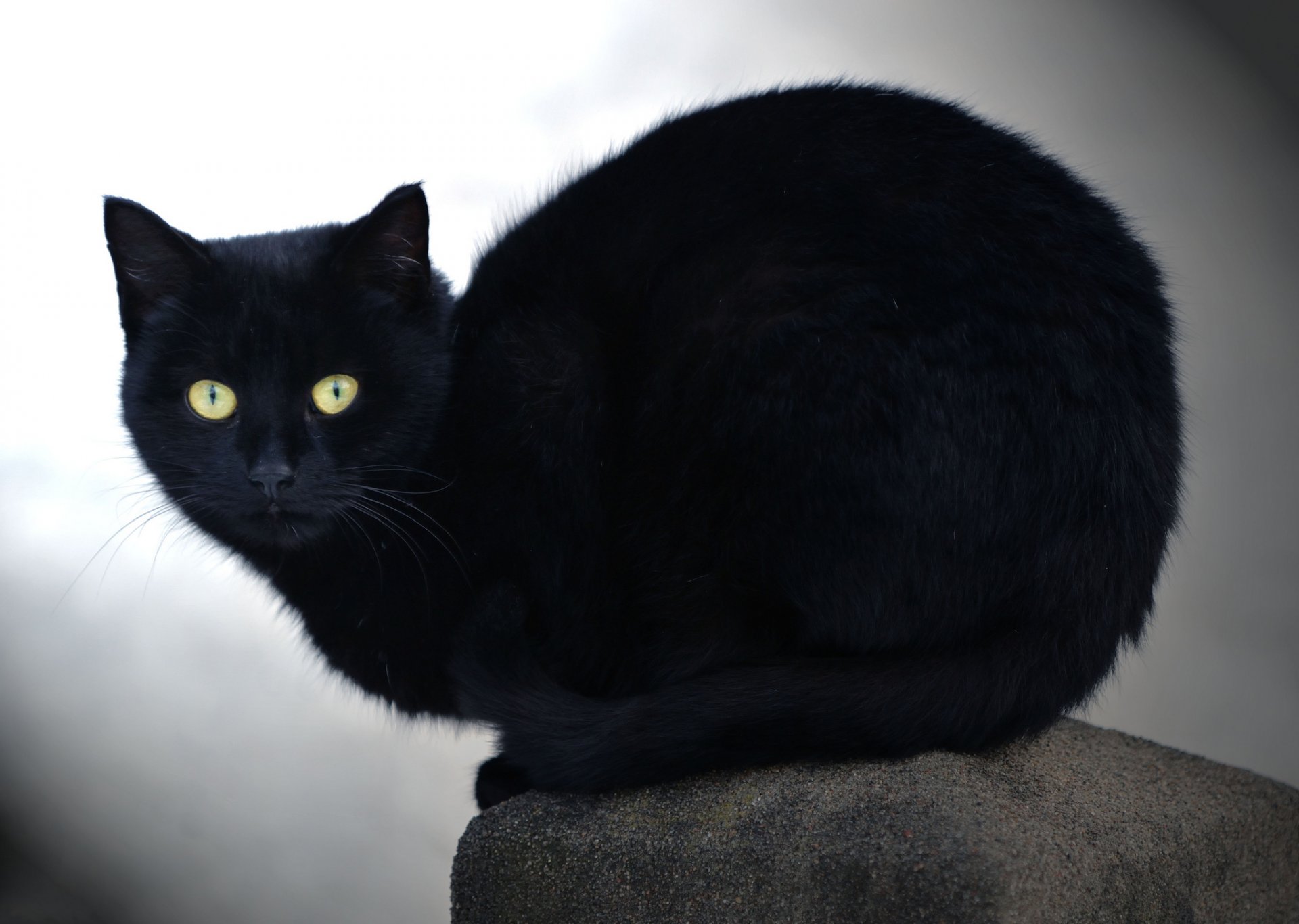 schwarze katze katze blick stein